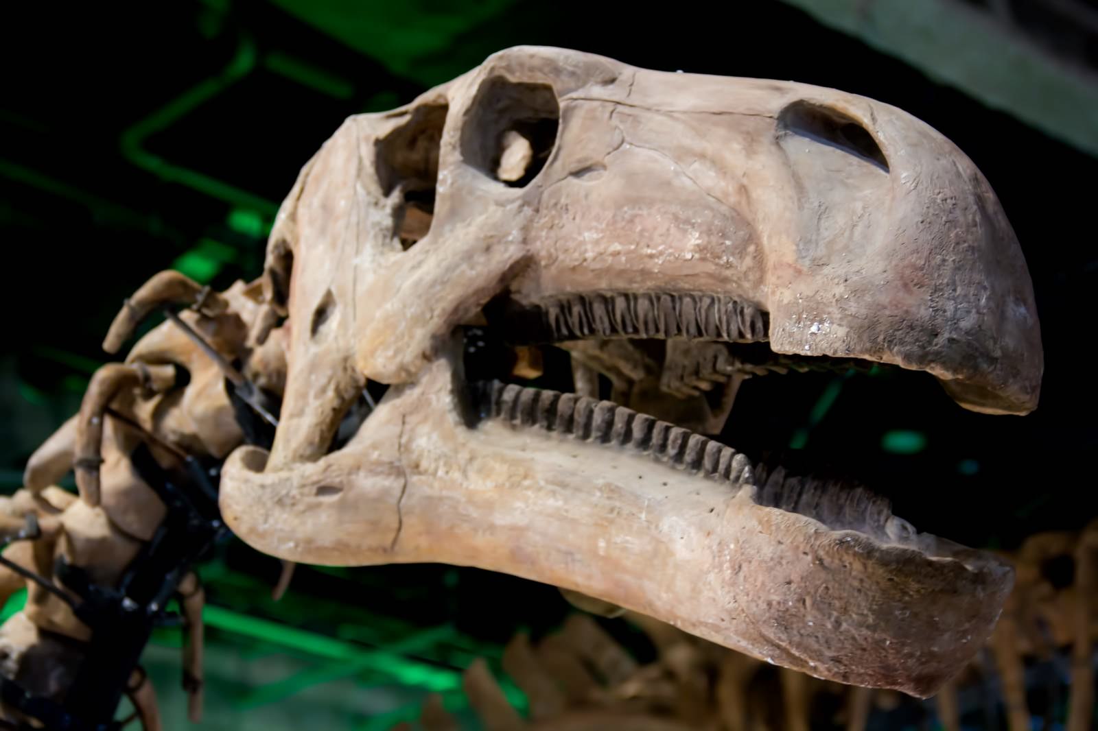 「恐竜の骨格標本」の写真