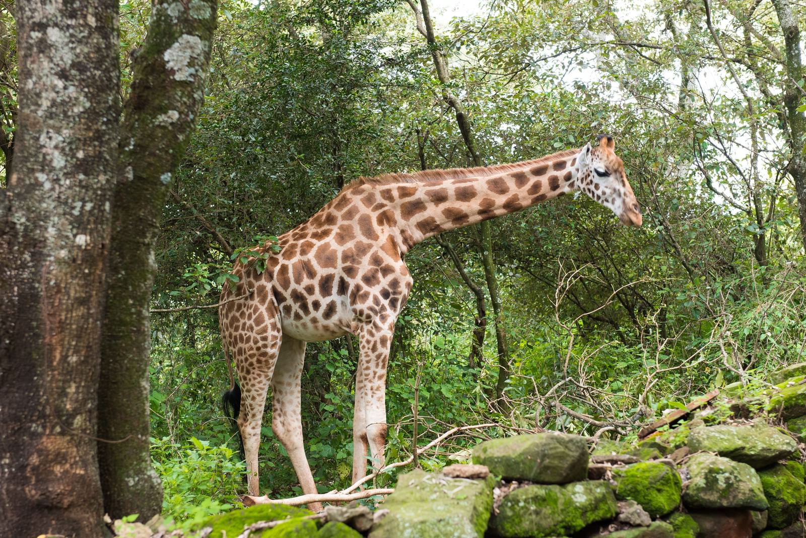 ジャングルに現れたキリンの写真 画像 フリー素材 ぱくたそ