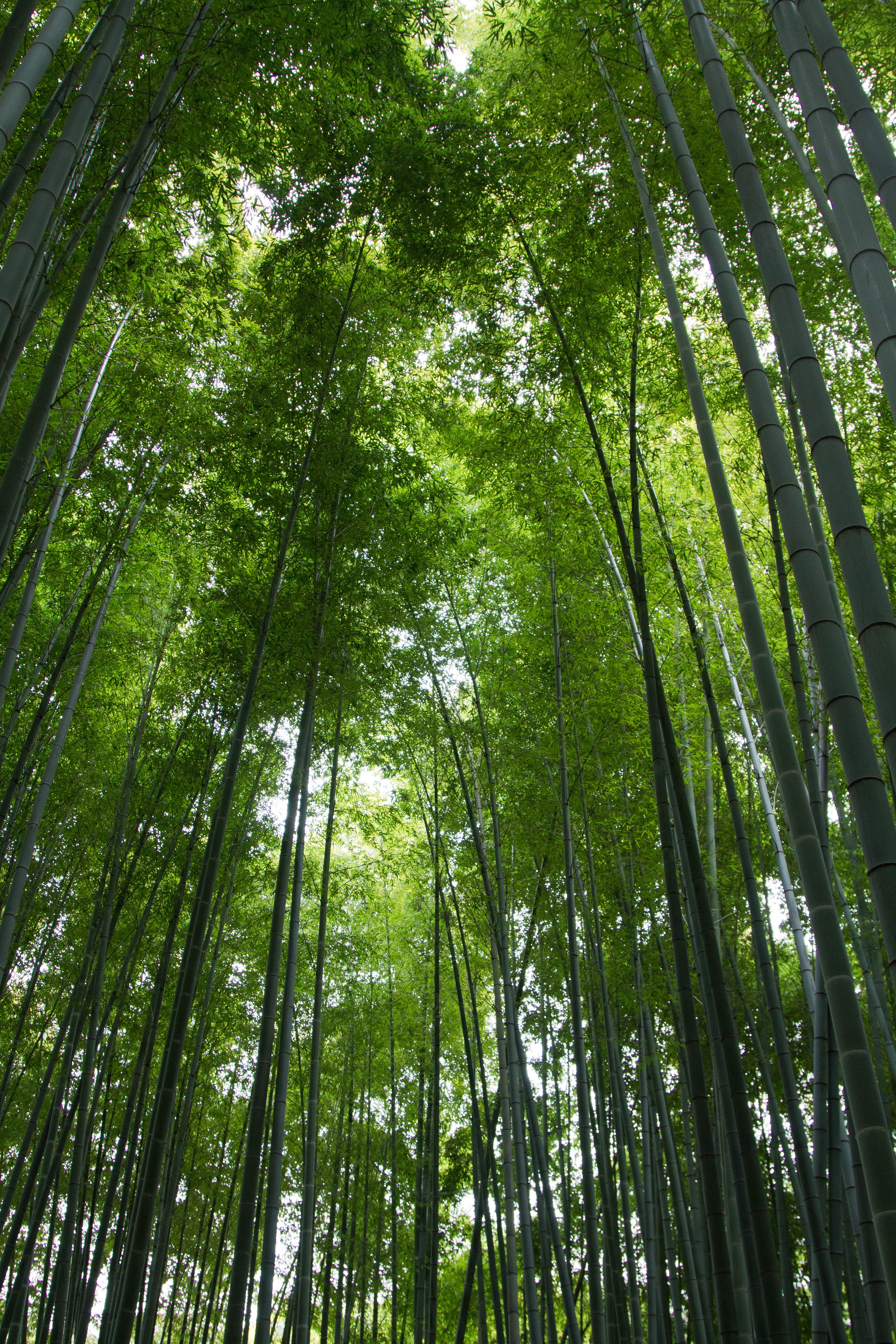 竹林の無料の写真素材 フリー素材 をダウンロード ぱくたそ