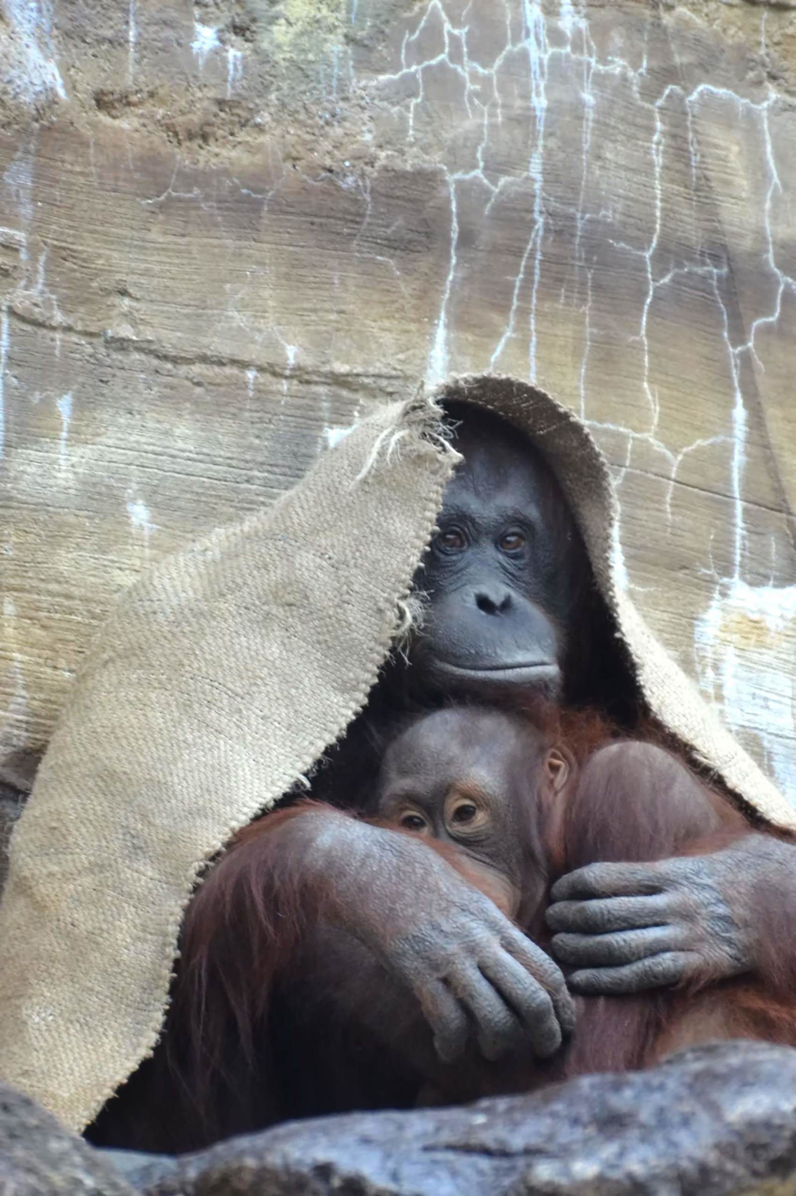 布をかぶるオラウータンの写真 画像 フリー素材 ぱくたそ