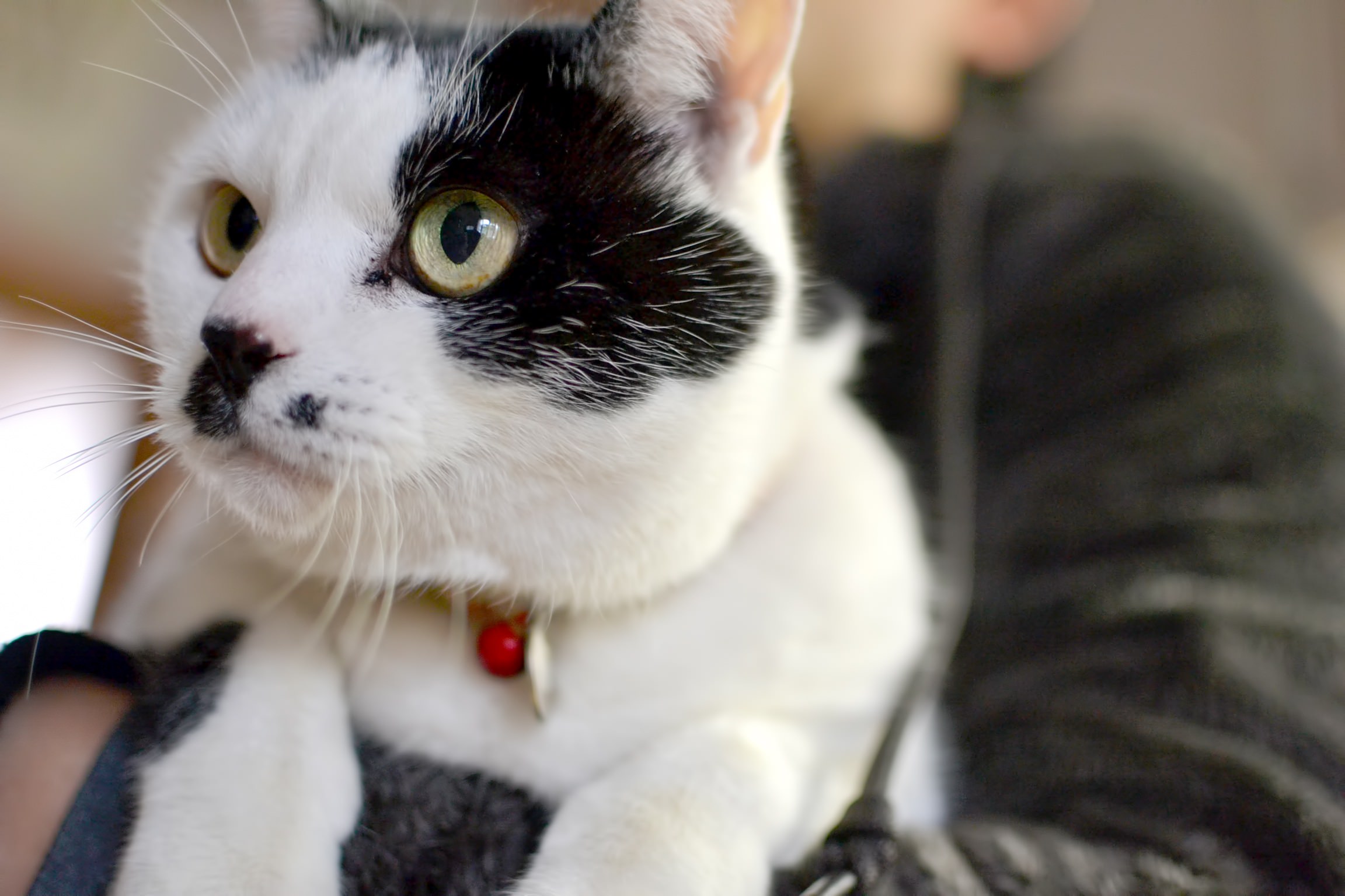 抱っこされる猫の写真を無料ダウンロード フリー素材 ぱくたそ