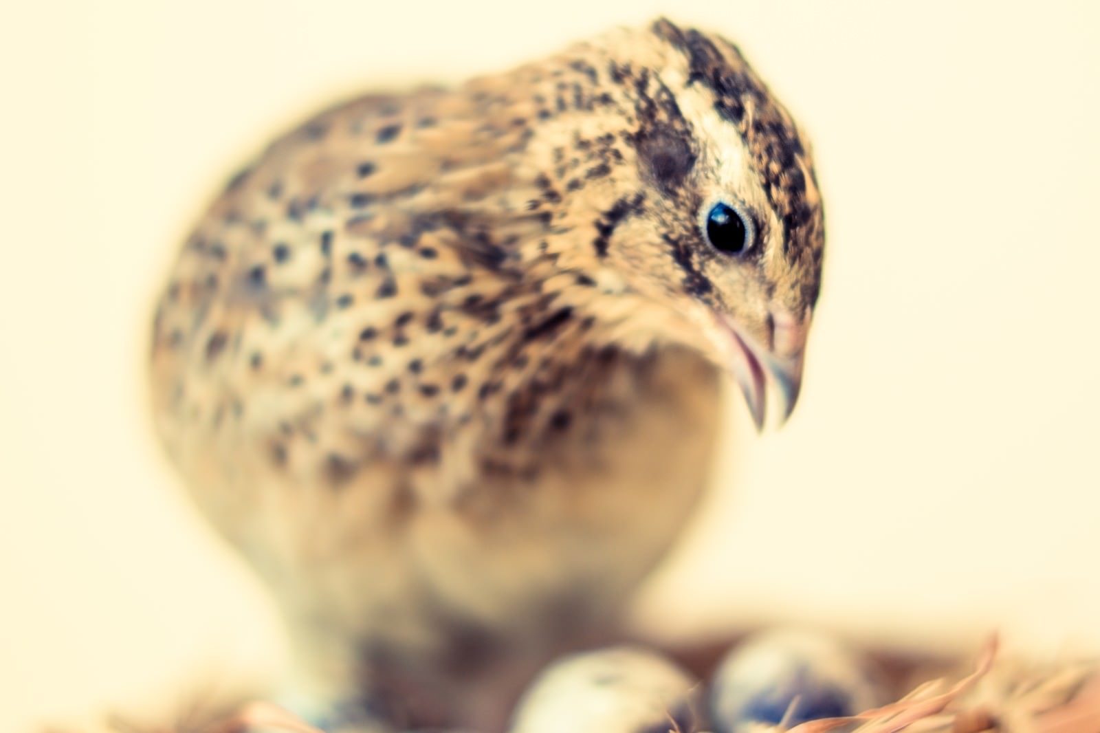 孵化を見守る親鳥 うずら の写真 画像 フリー素材 ぱくたそ