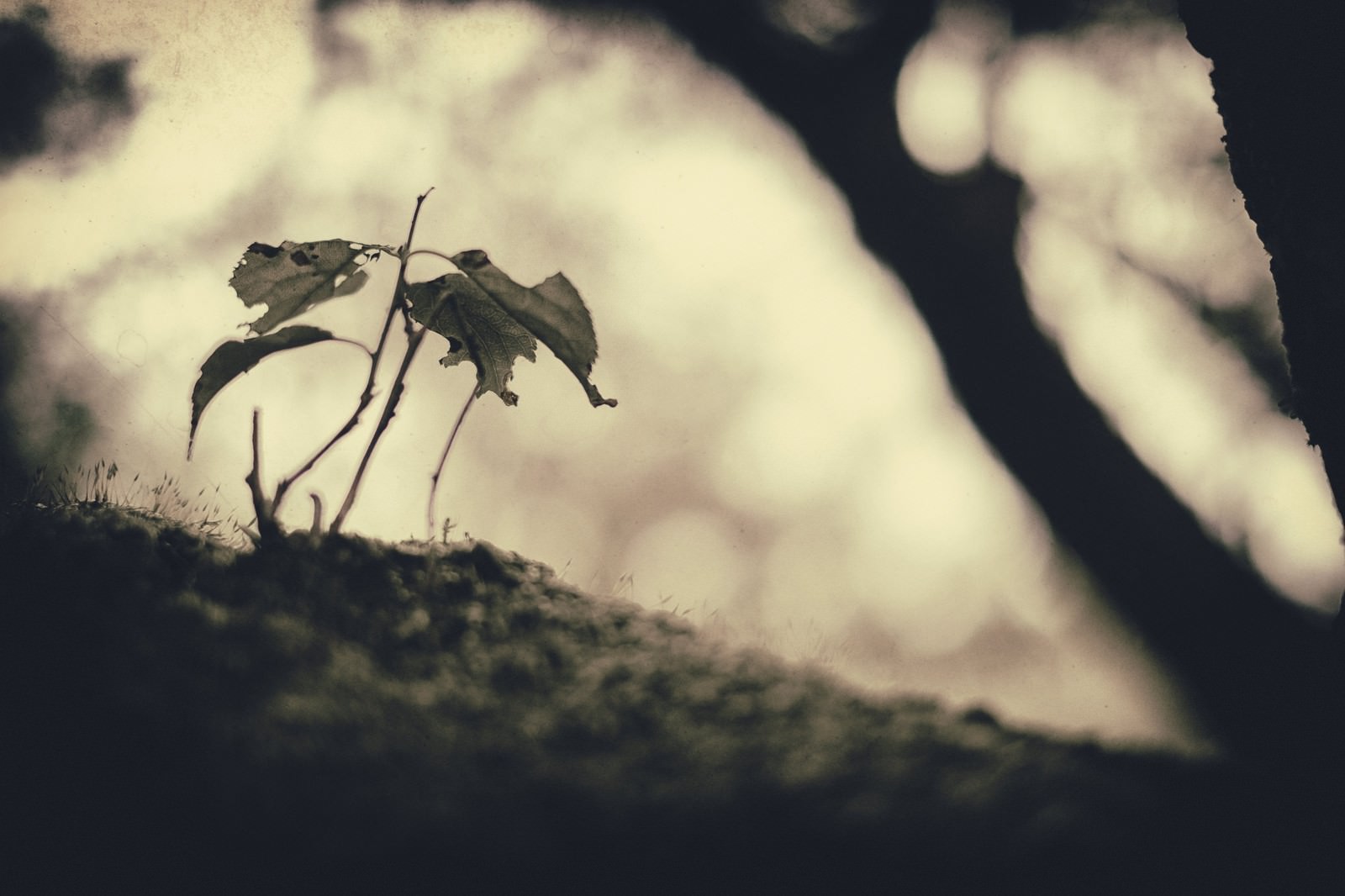 「枯れた植物」の写真