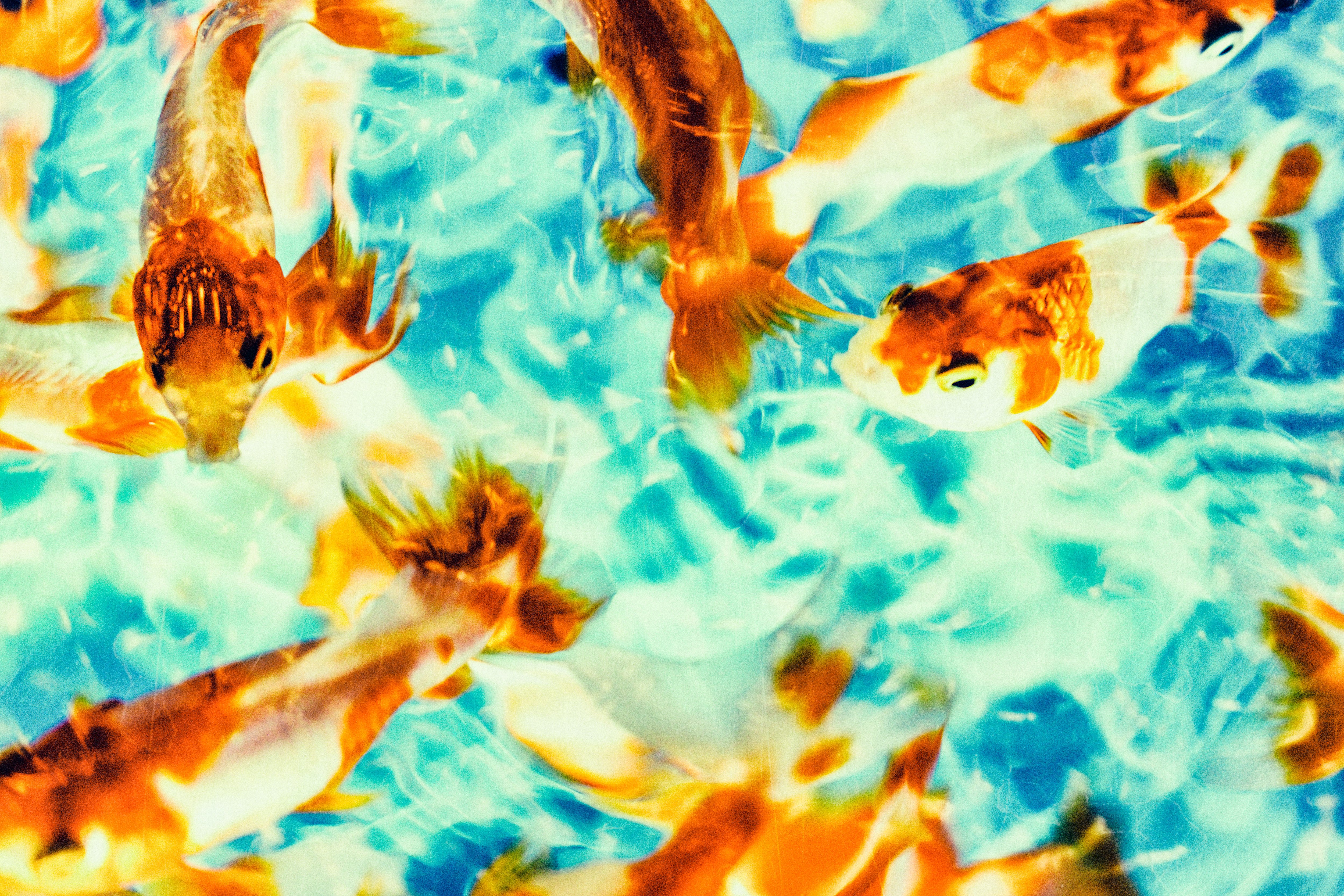 ぜいたく金魚 写真 フリー 全イラスト集 ぜいたく金魚 写真 フリー 全イラスト集
