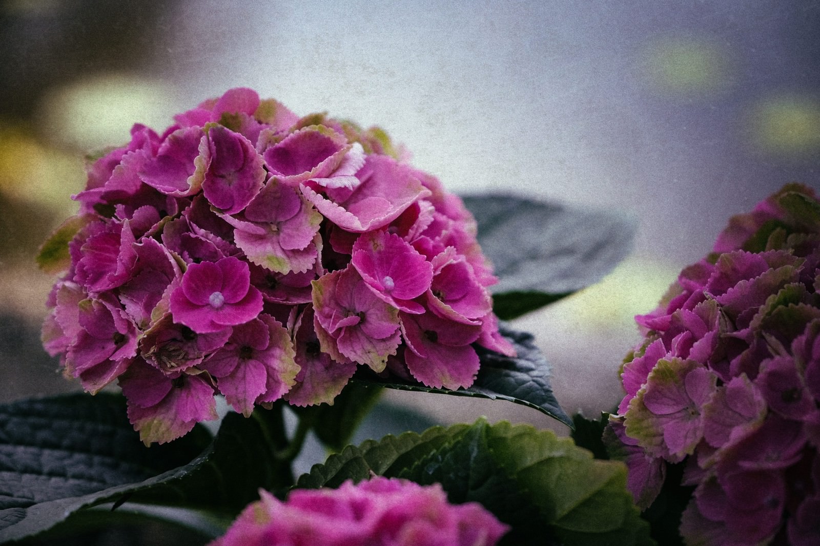 不安定な空とあじさいの花の写真を無料ダウンロード フリー素材 ぱくたそ 不安定な空とあじさいの花の写真を無料ダウンロード フリー素材 ぱくたそ