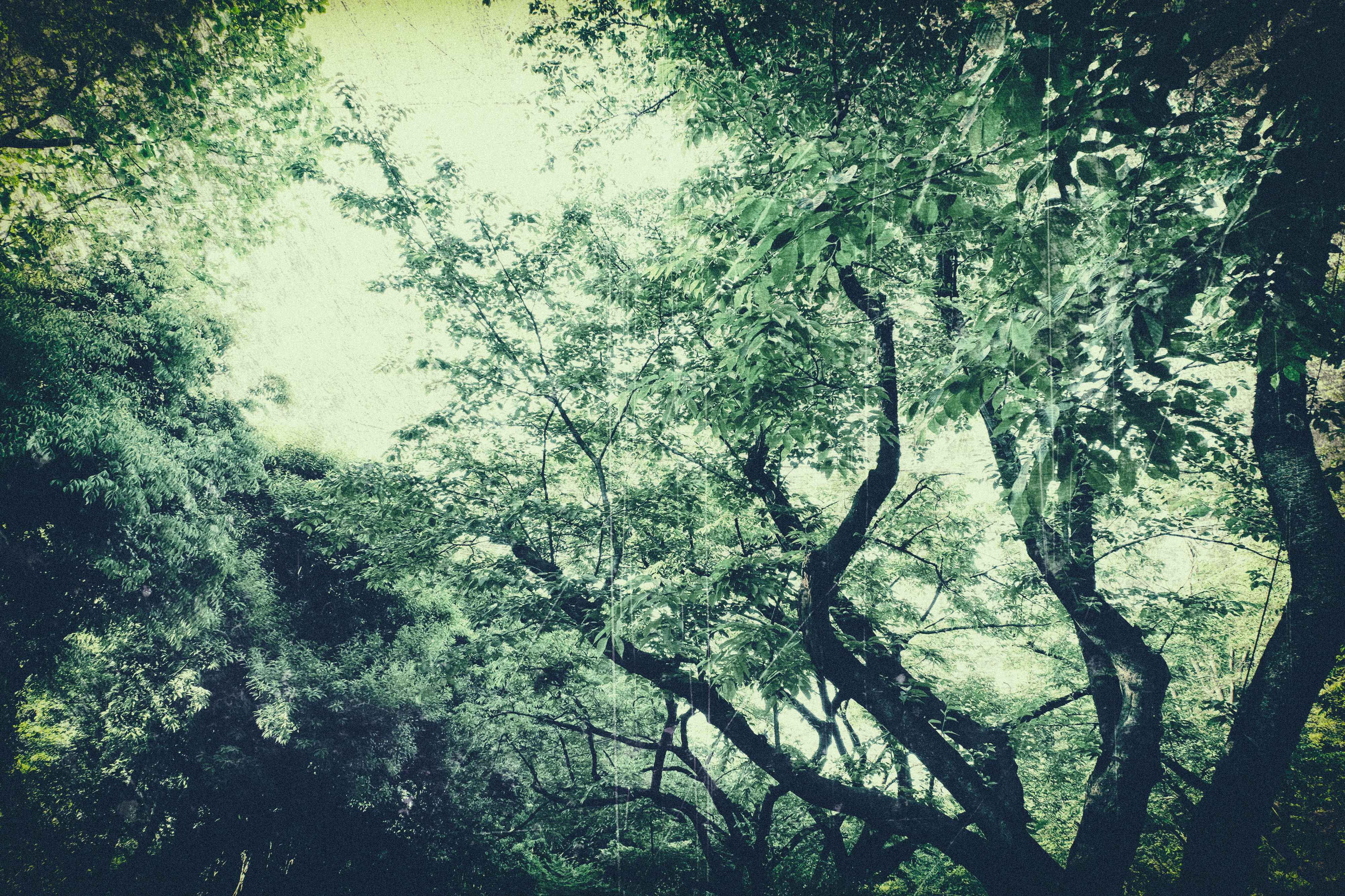 色あせた木々の写真素材 ぱくたそ