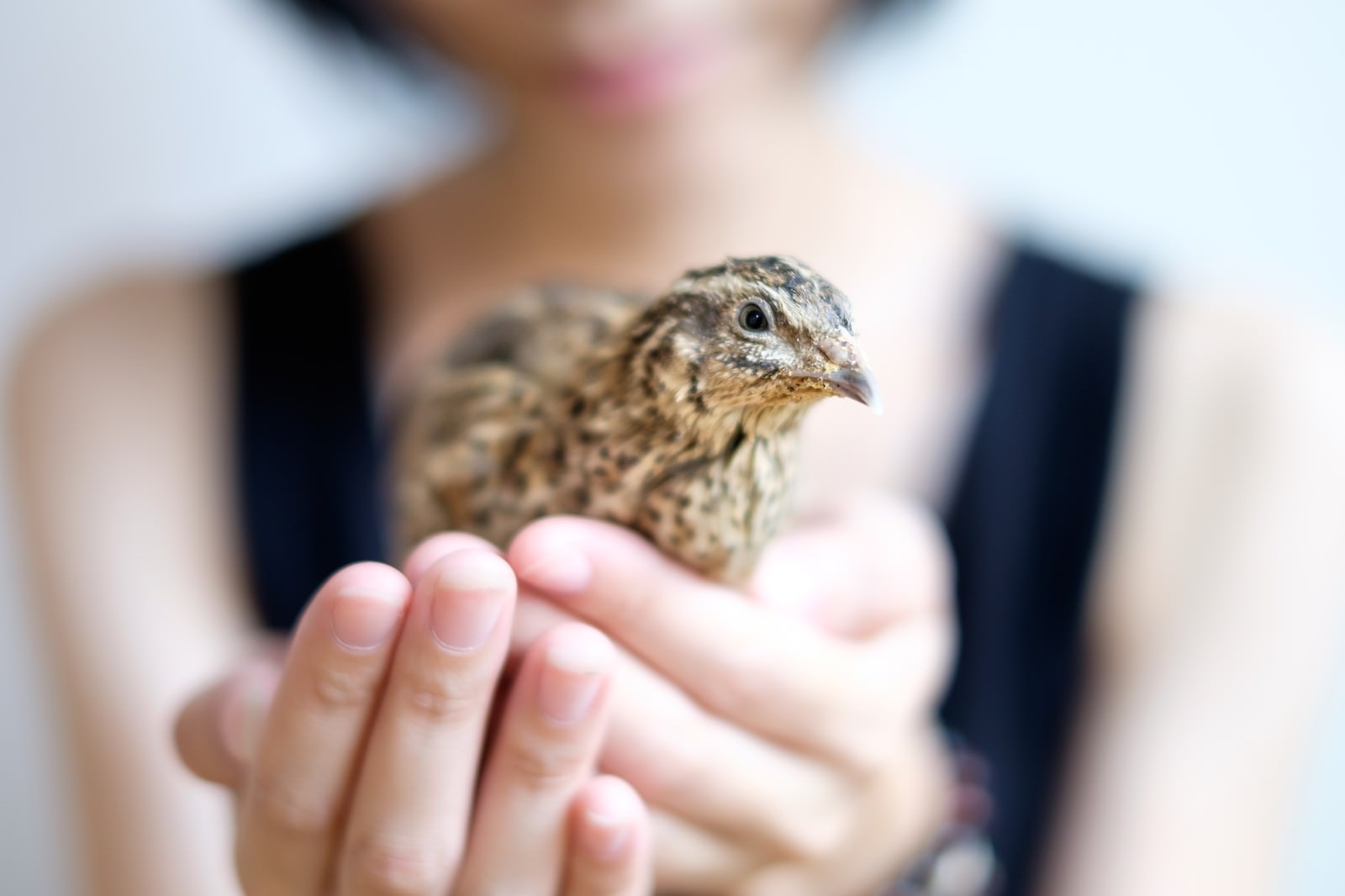 手のひらサイズのうずらの写真 画像 フリー素材 ぱくたそ