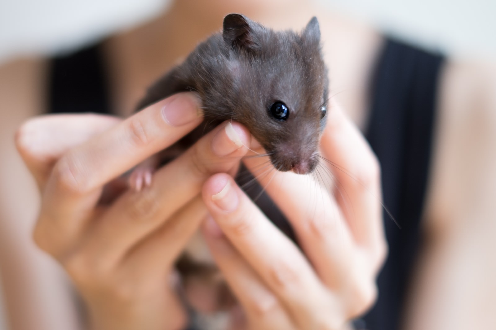 手のひらサイズの動物の写真 画像 を無料ダウンロード フリー素材のぱくたそ