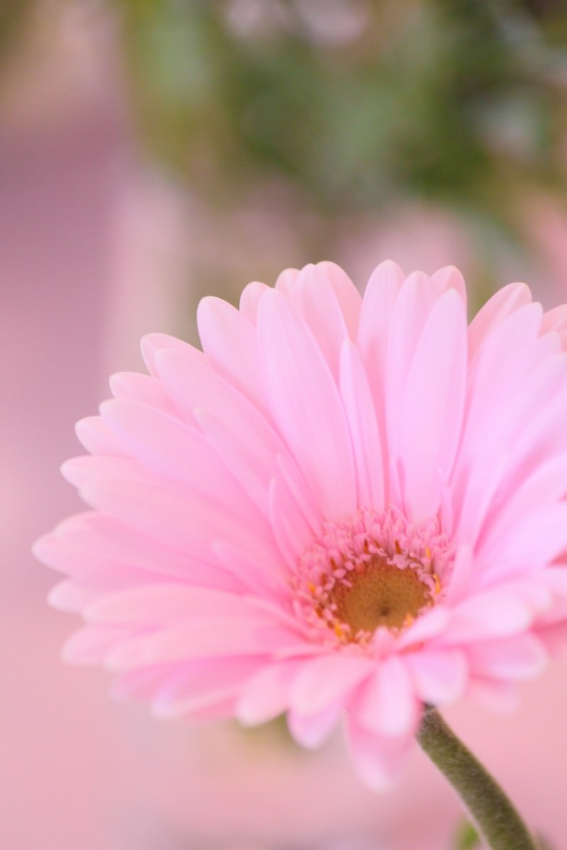花とピンク色のガーベラの写真 フリー素材は ぱくたそ 写真を無料ダウンロード