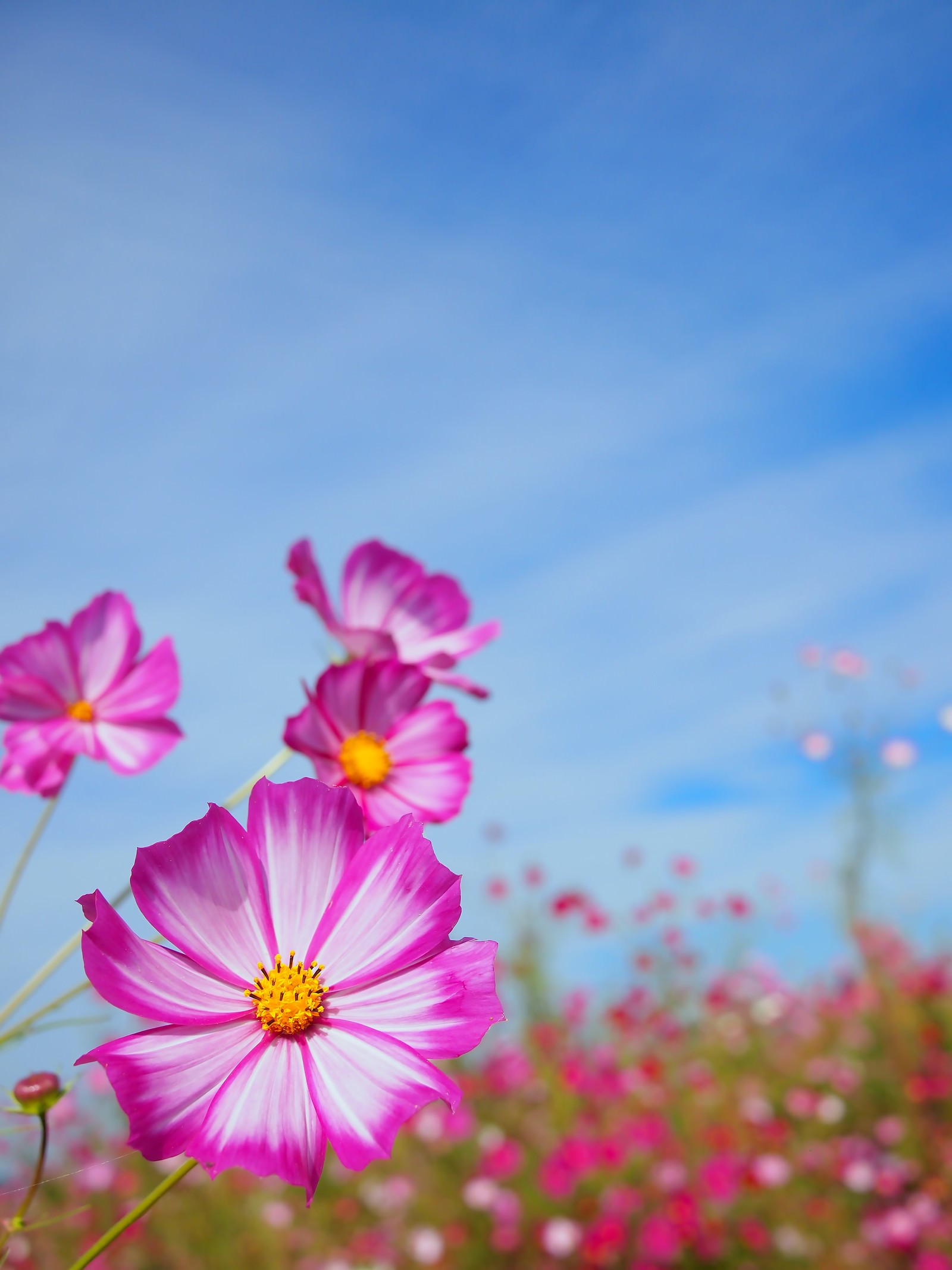 花とコスモスの写真素材 ぱくたそ