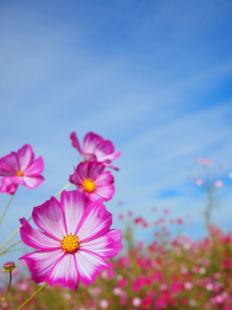 花とコスモスの写真 フリー素材は ぱくたそ 写真を無料ダウンロード