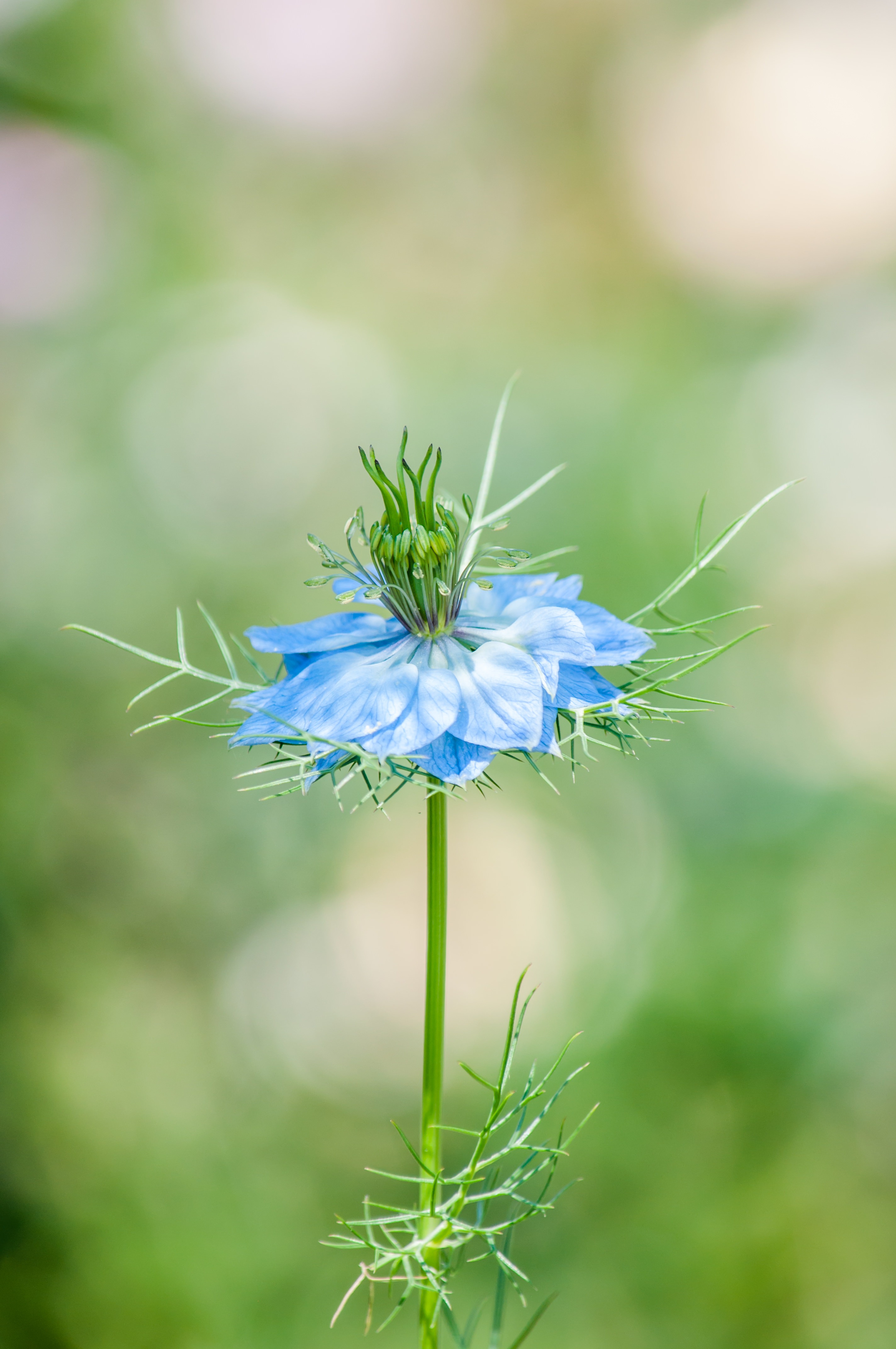 ニゲラの花の写真を無料ダウンロード フリー素材 ぱくたそ