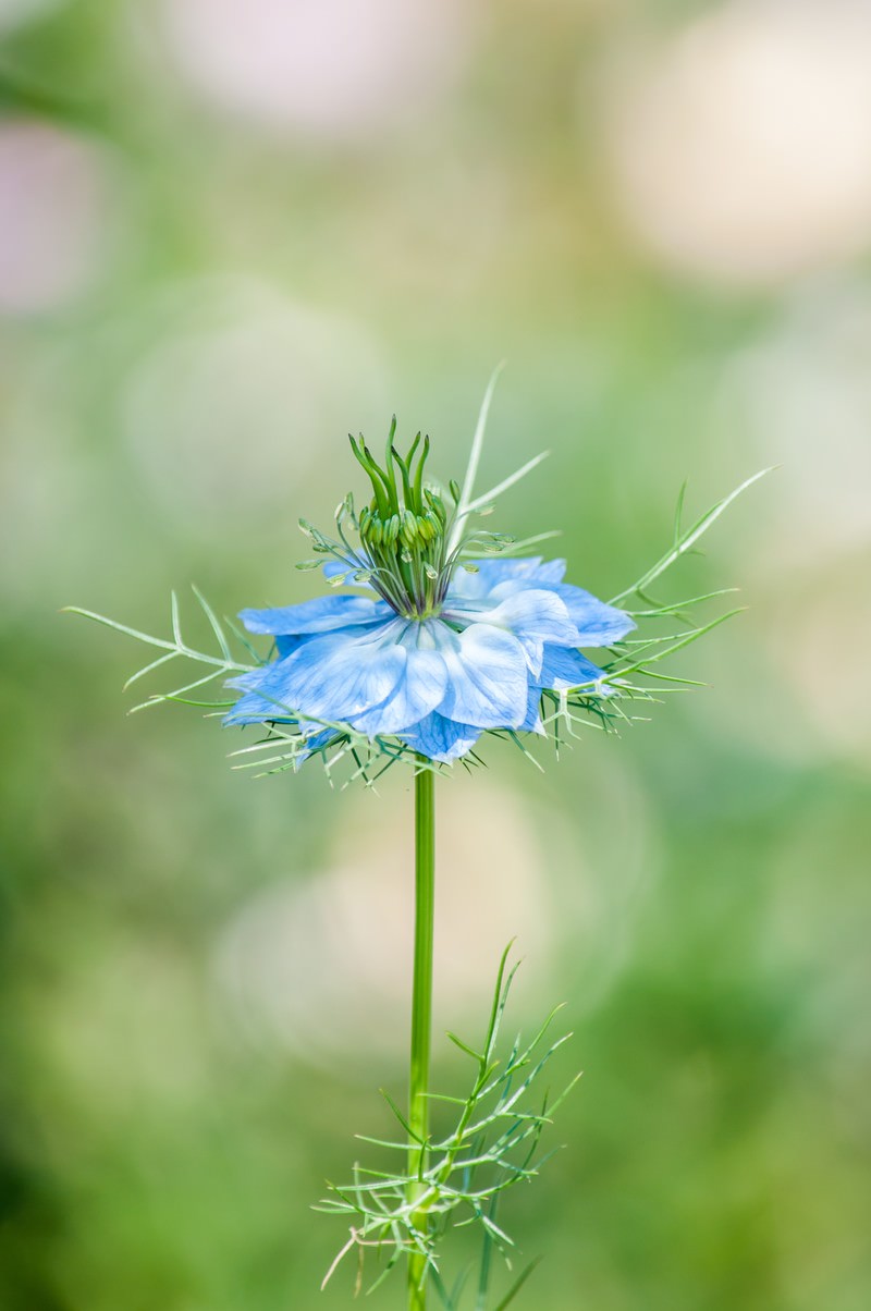 ニゲラの花の無料の写真素材 フリー素材 をダウンロード ぱくたそ