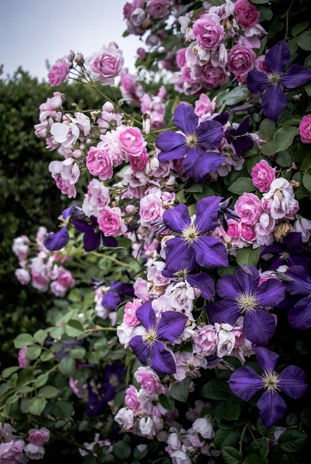 朽ちるバラの写真素材 ぱくたそ