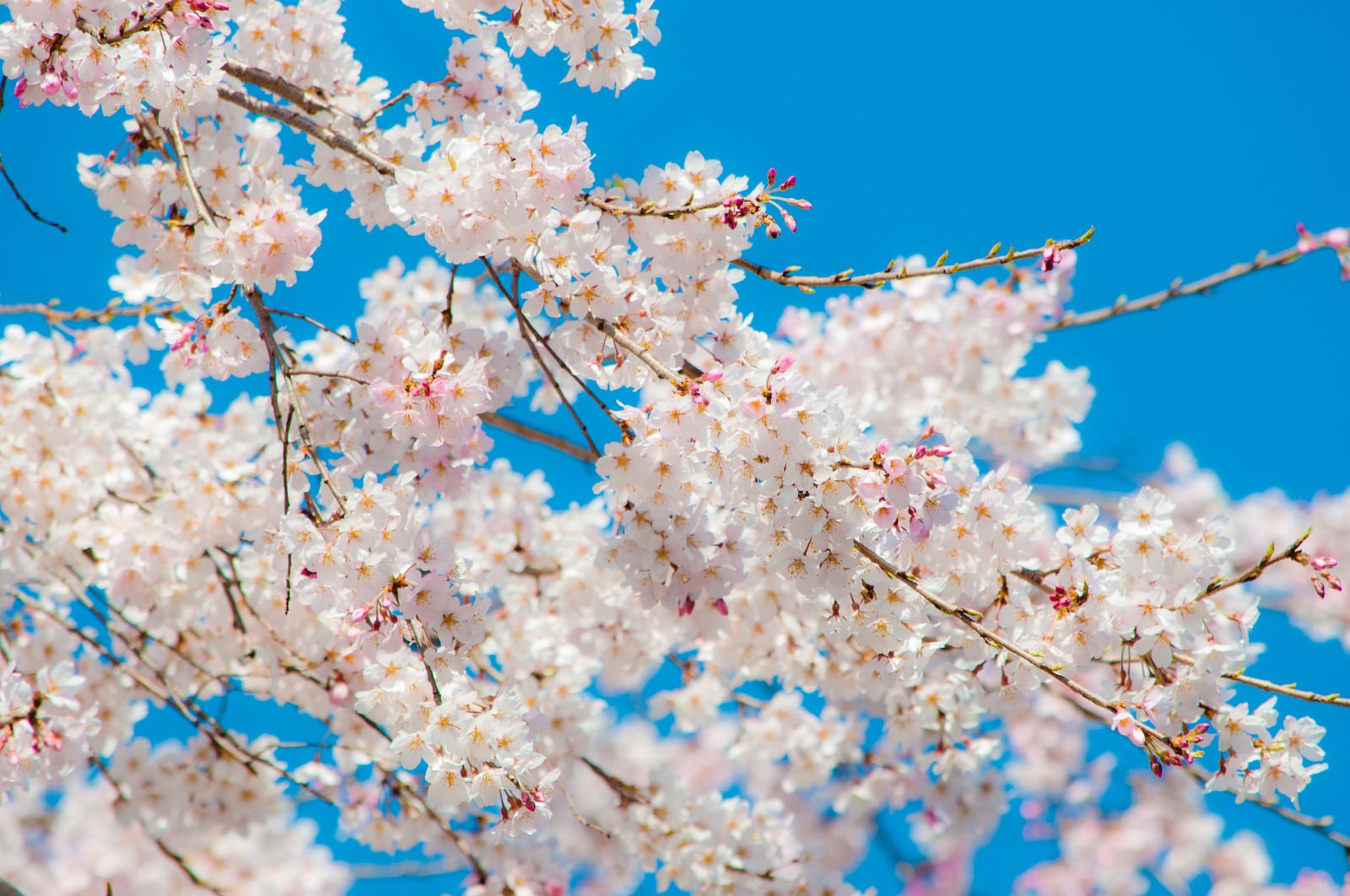 青空と桜の写真を無料ダウンロード フリー素材 ぱくたそ