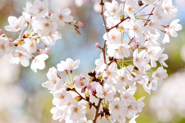 風光る（桜）