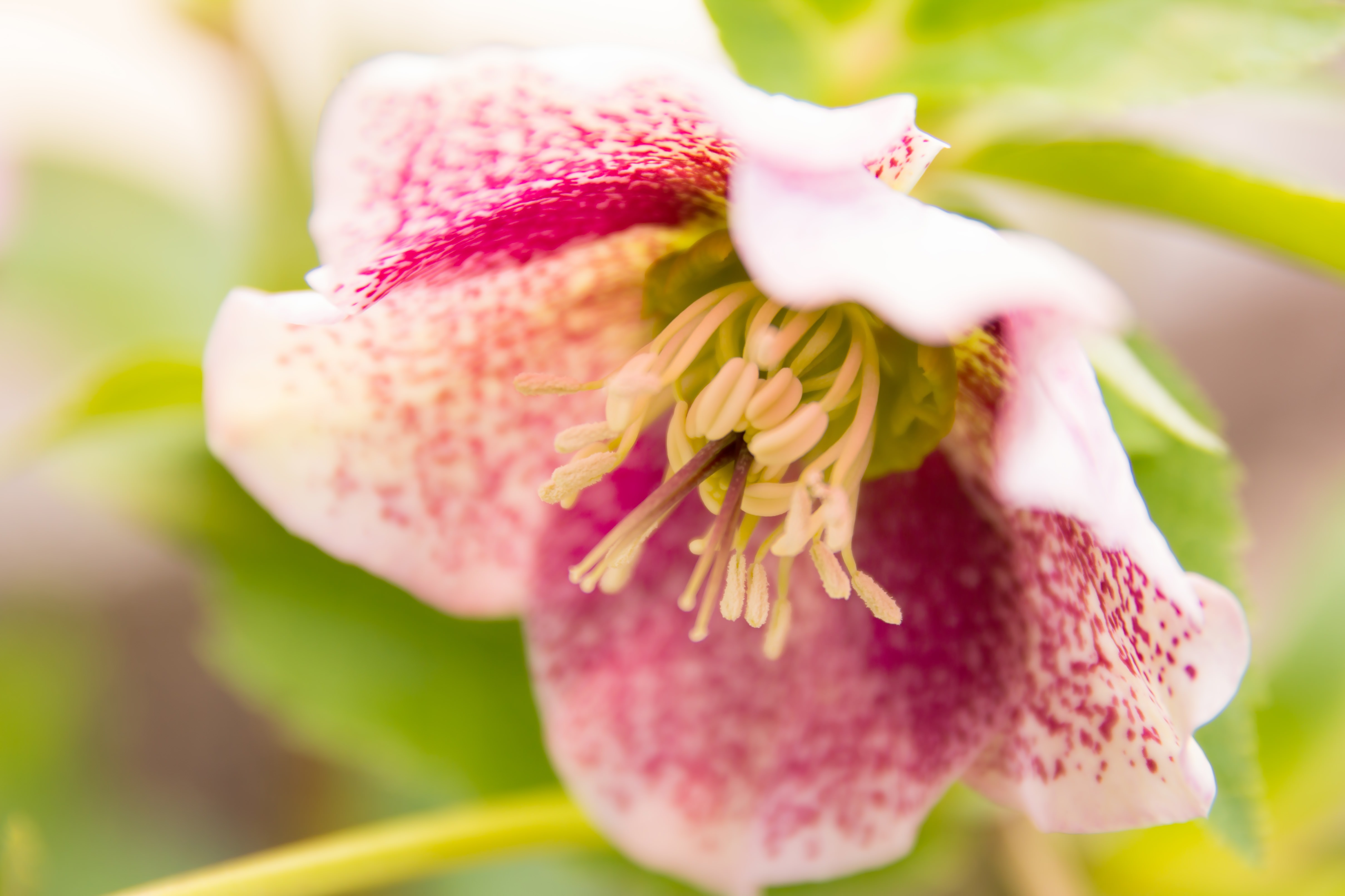 クリスマスローズの花の写真 画像 フリー素材 ぱくたそ