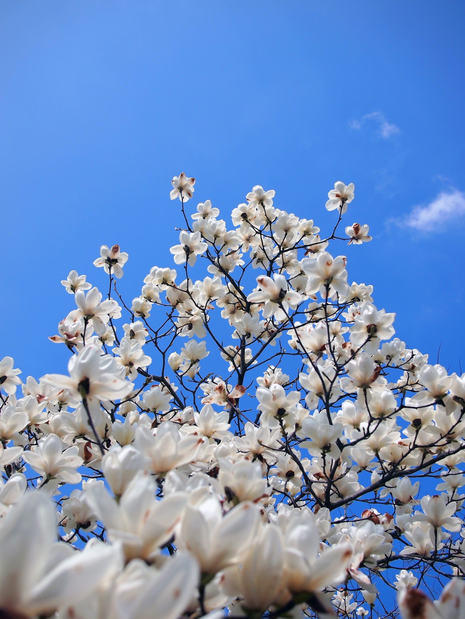 木蓮の花の写真素材 ぱくたそ