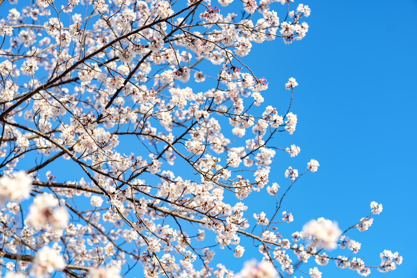 青空と桜満開の写真を無料ダウンロード フリー素材 ぱくたそ