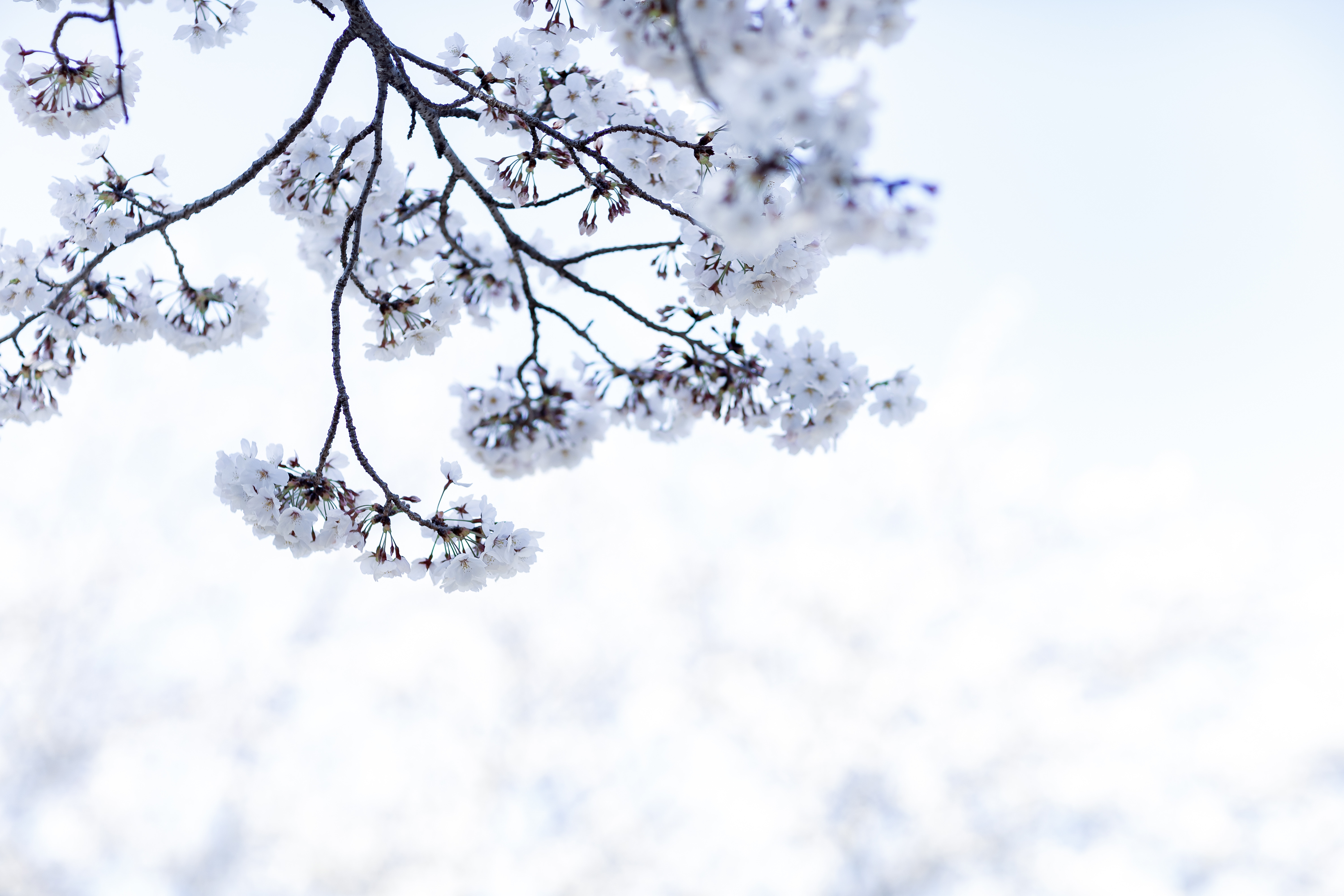 春の日差しに包まれる桜の写真を無料ダウンロード フリー素材 ぱくたそ