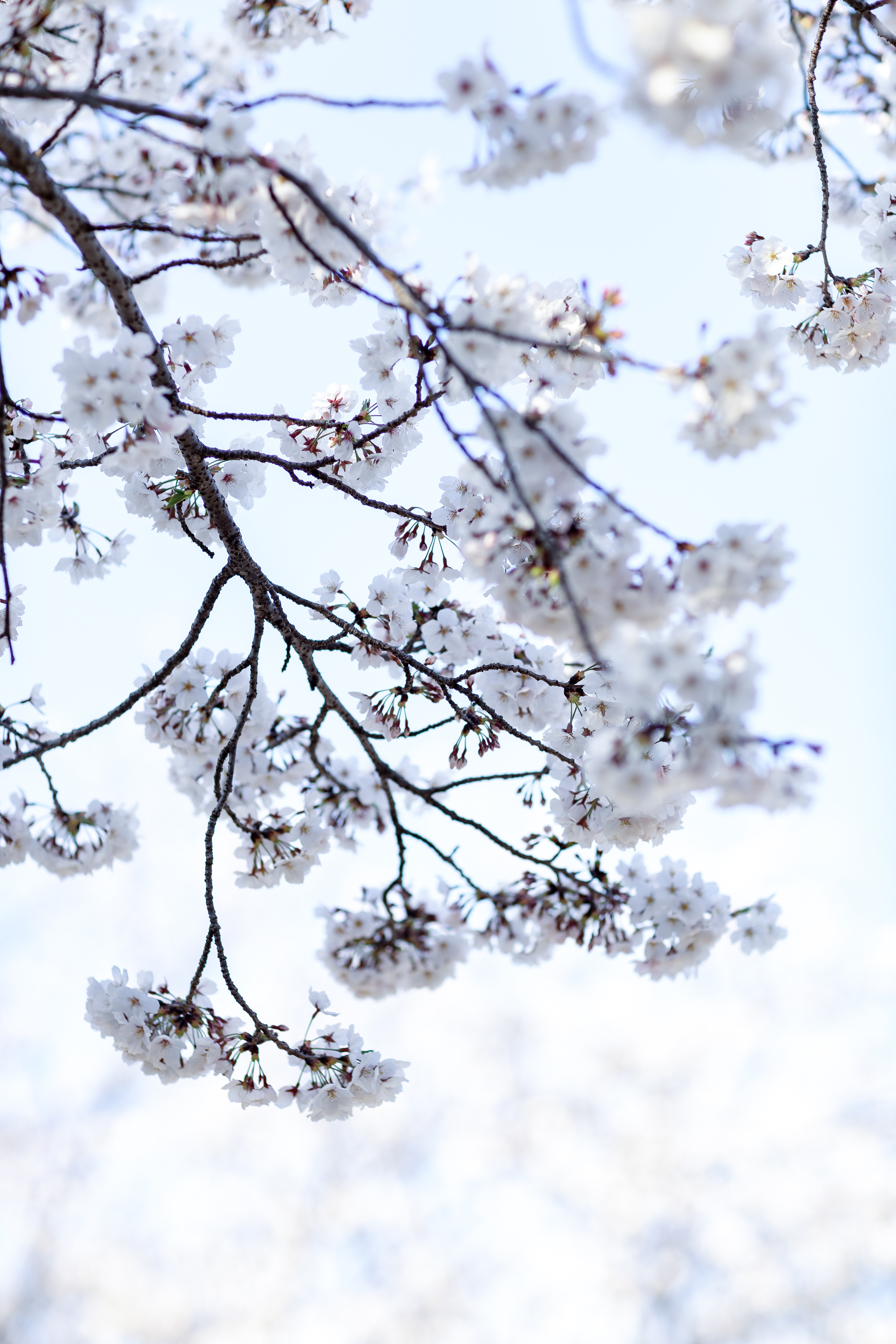 八分咲きの桜の写真を無料ダウンロード フリー素材 ぱくたそ