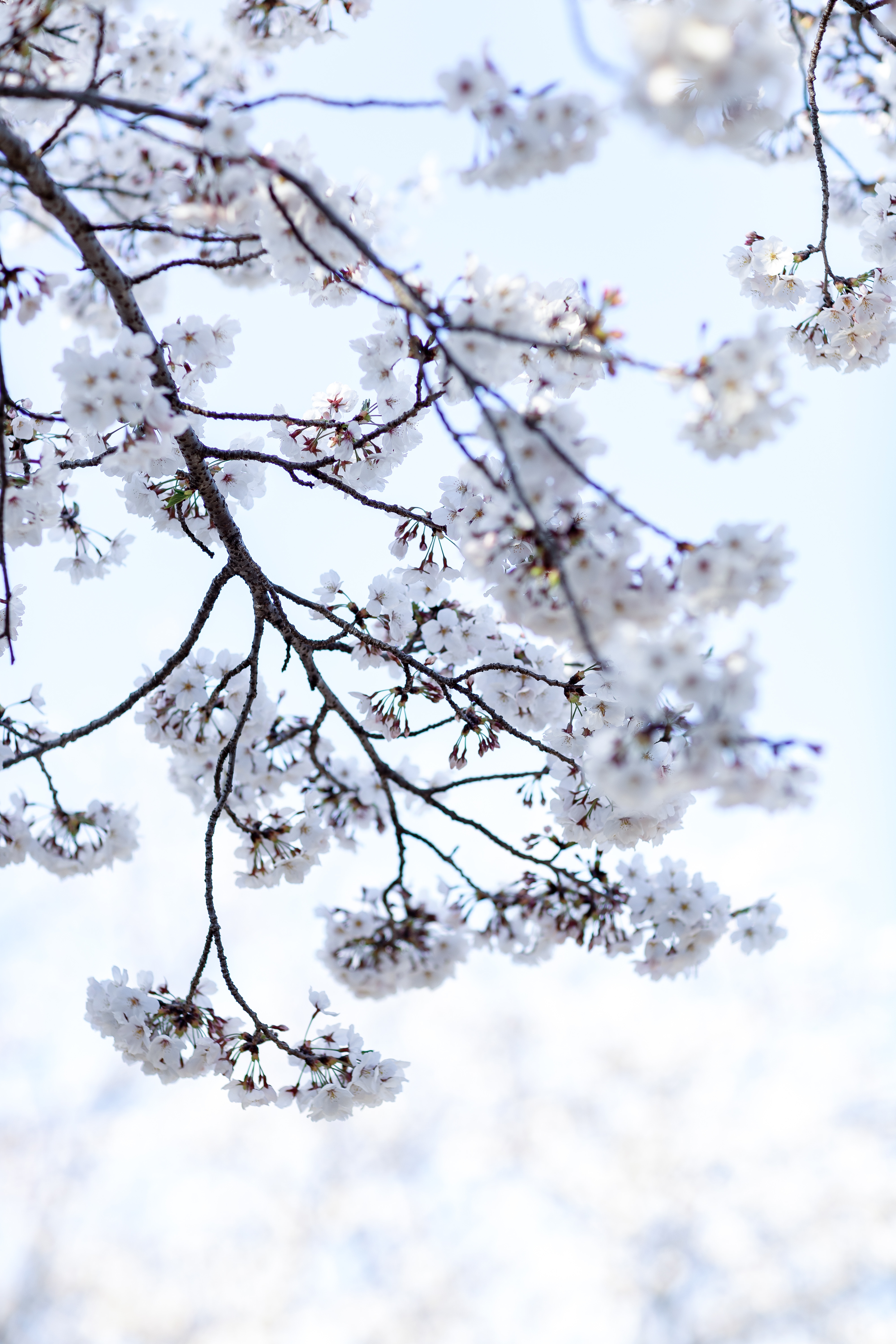 八分咲きの桜の写真を無料ダウンロード フリー素材 ぱくたそ 八分咲きの桜の写真を無料ダウンロード フリー素材 ぱくたそ