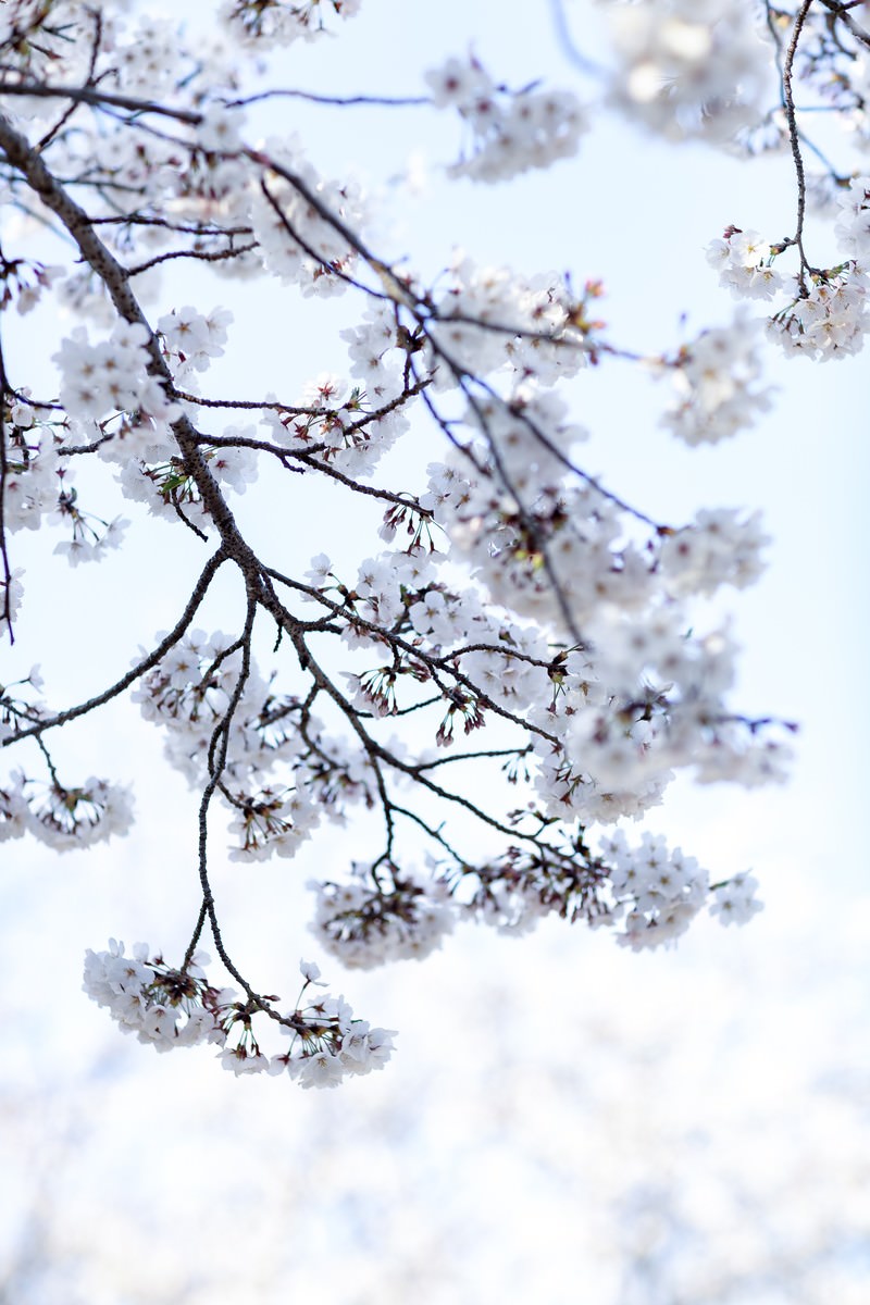 「八分咲きの桜 | フリー素材のぱくたそ」の写真