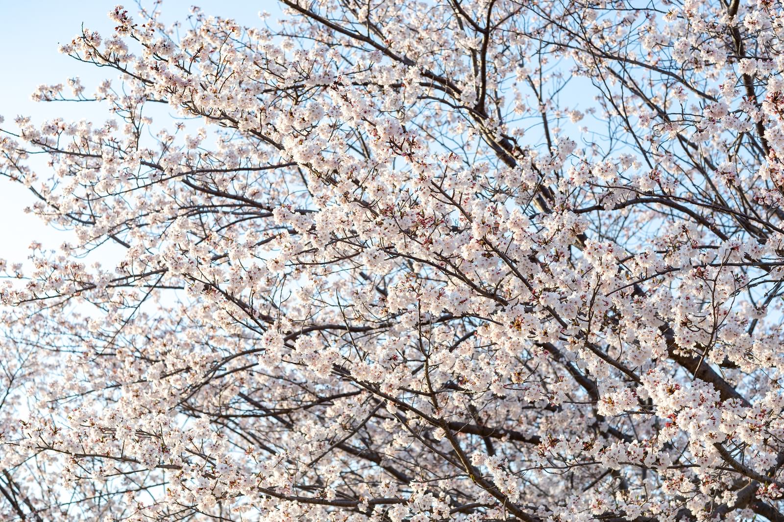 霞み行く空と桜の木の写真素材 ぱくたそ