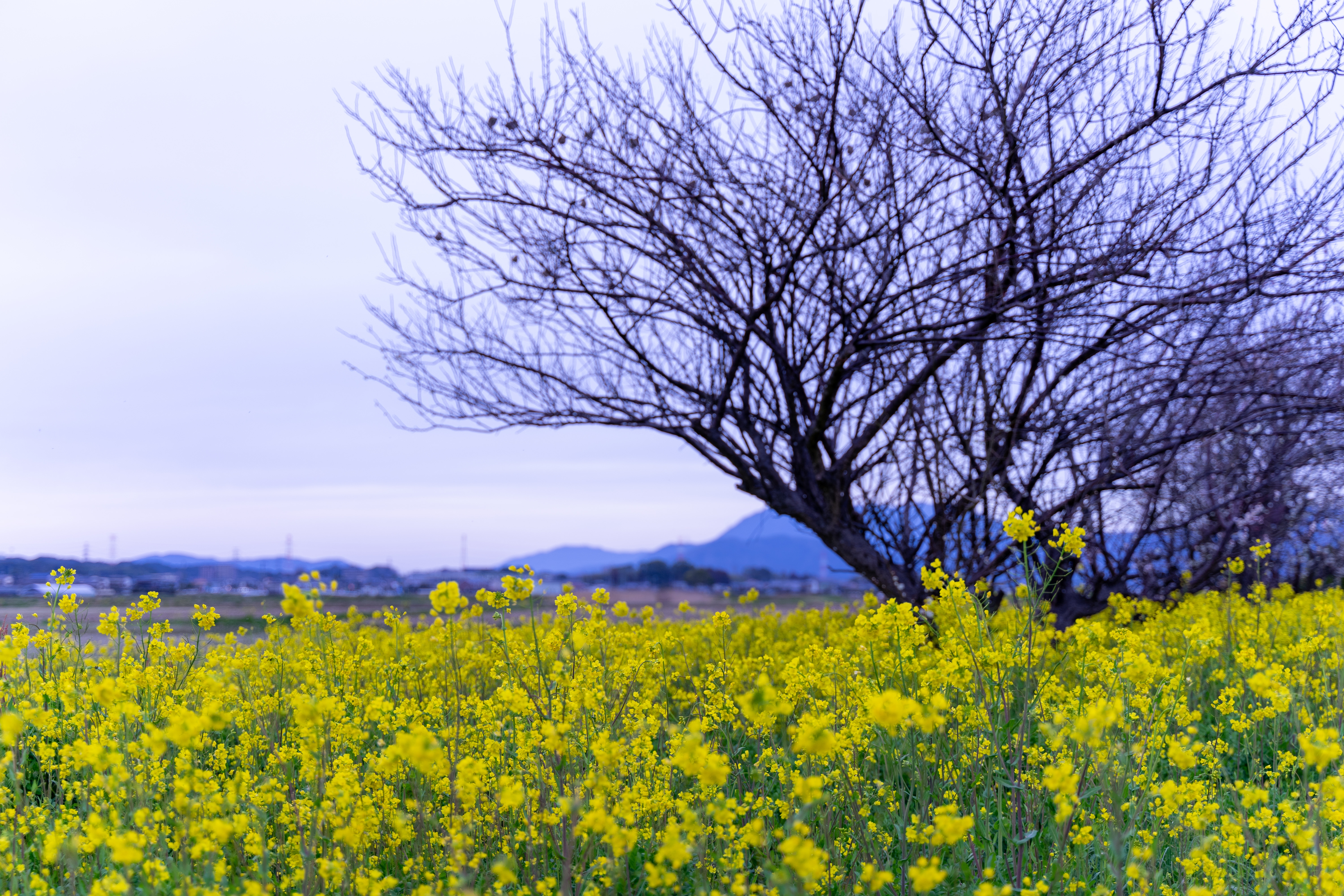 曇り空と菜の花の写真を無料ダウンロード フリー素材 ぱくたそ 曇り空と菜の花の写真を無料ダウンロード フリー素材 ぱくたそ