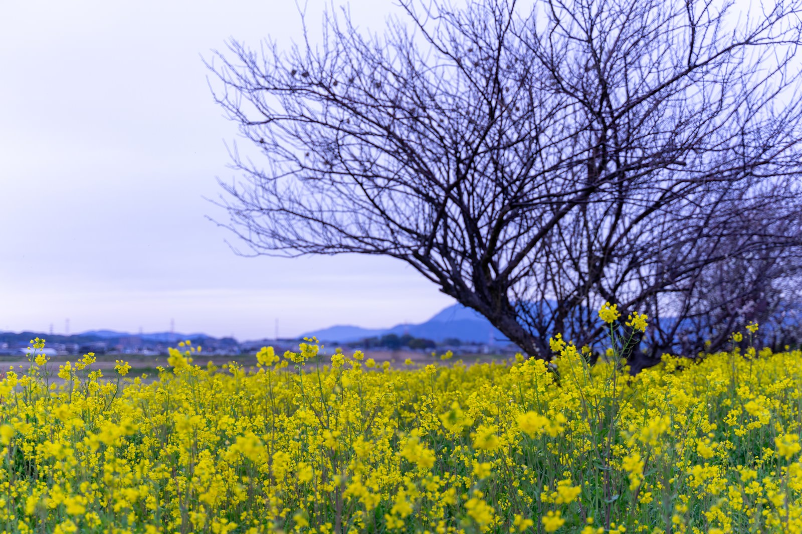 曇り空と菜の花の写真を無料ダウンロード フリー素材 ぱくたそ 曇り空と菜の花の写真を無料ダウンロード フリー素材 ぱくたそ