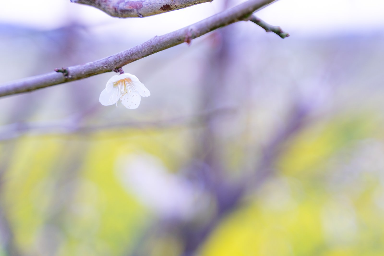 「開花した枝に付く一粒の梅の花」の写真