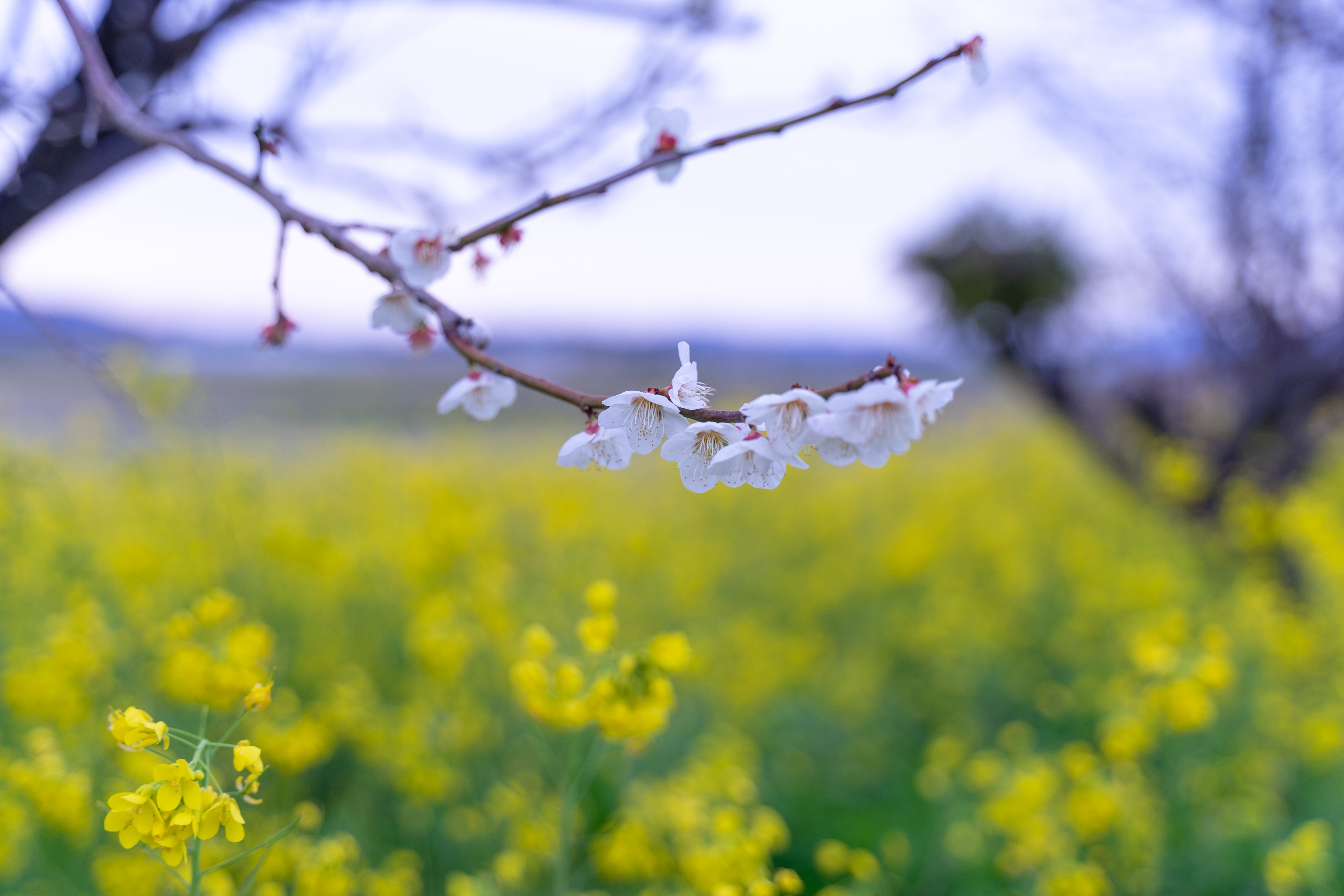 枝に付く梅の花と菜の花畑の写真を無料ダウンロード フリー素材 ぱくたそ 枝に付く梅の花と菜の花畑の写真を無料ダウンロード フリー素材 ぱくたそ