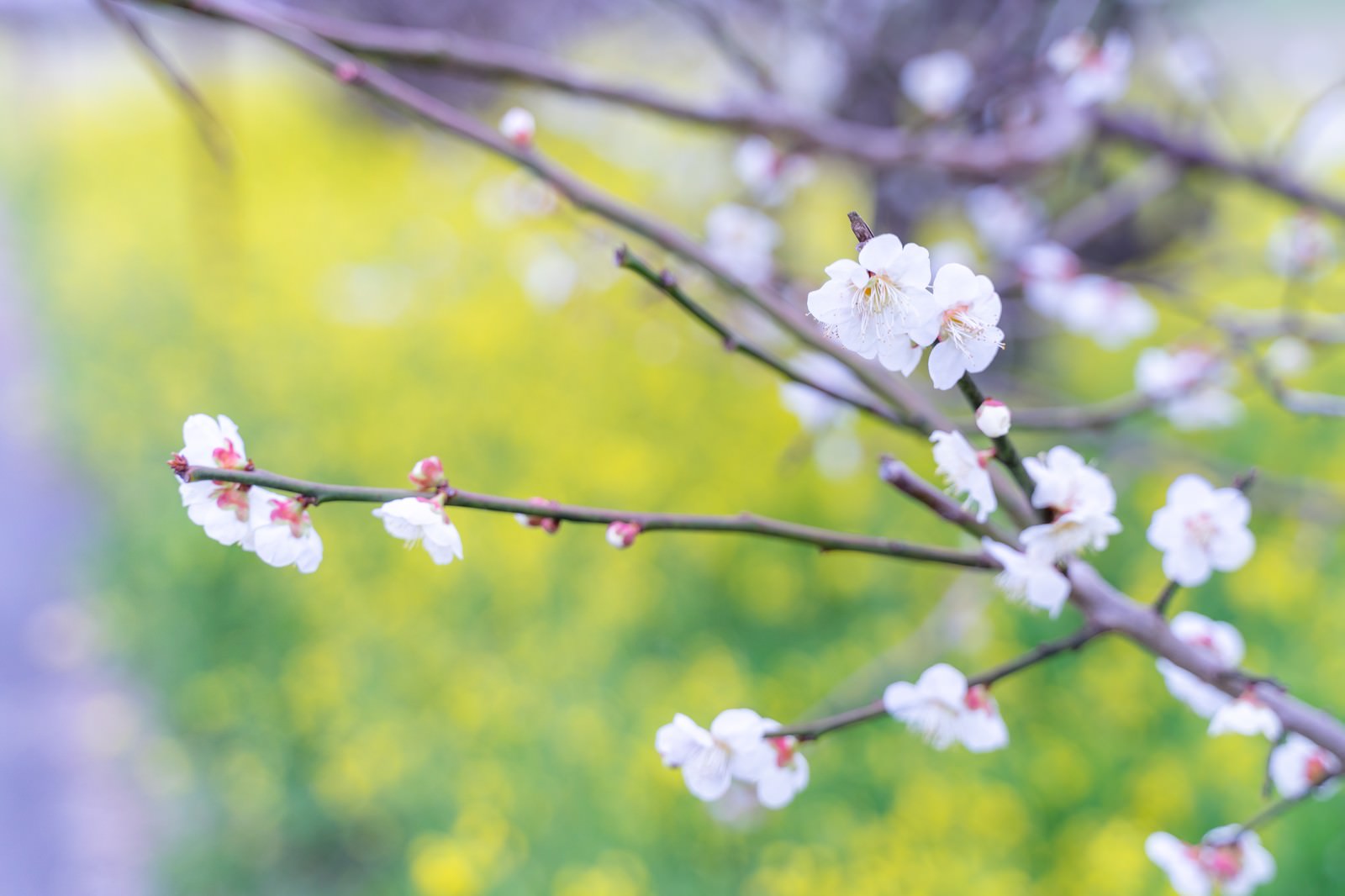 「幹に付く蕾と開花する梅の花」の写真