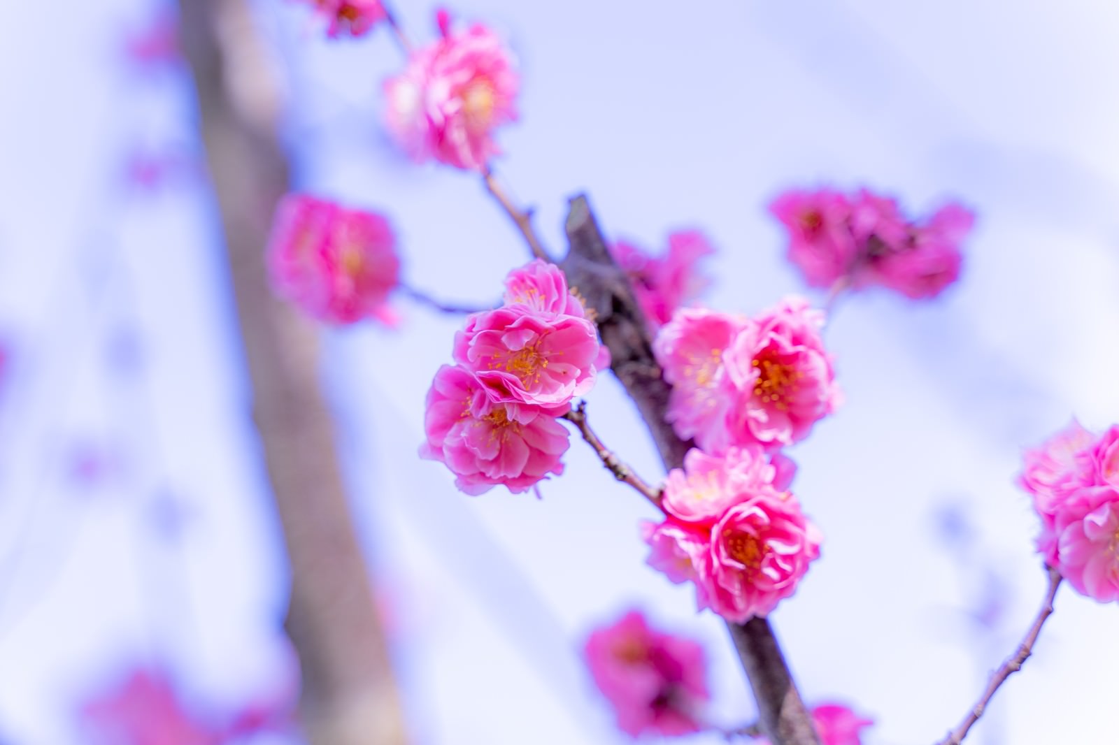 開花するバラ科の花の写真を無料ダウンロード フリー素材 ぱくたそ 開花するバラ科の花の写真を無料ダウンロード フリー素材 ぱくたそ