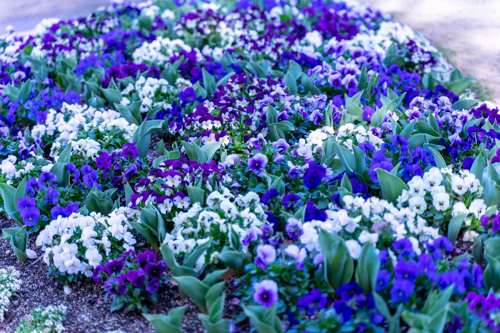 花壇に咲いたスミレ科の花の写真を無料ダウンロード フリー素材 ぱくたそ 花壇に咲いたスミレ科の花の写真を無料ダウンロード フリー素材 ぱくたそ