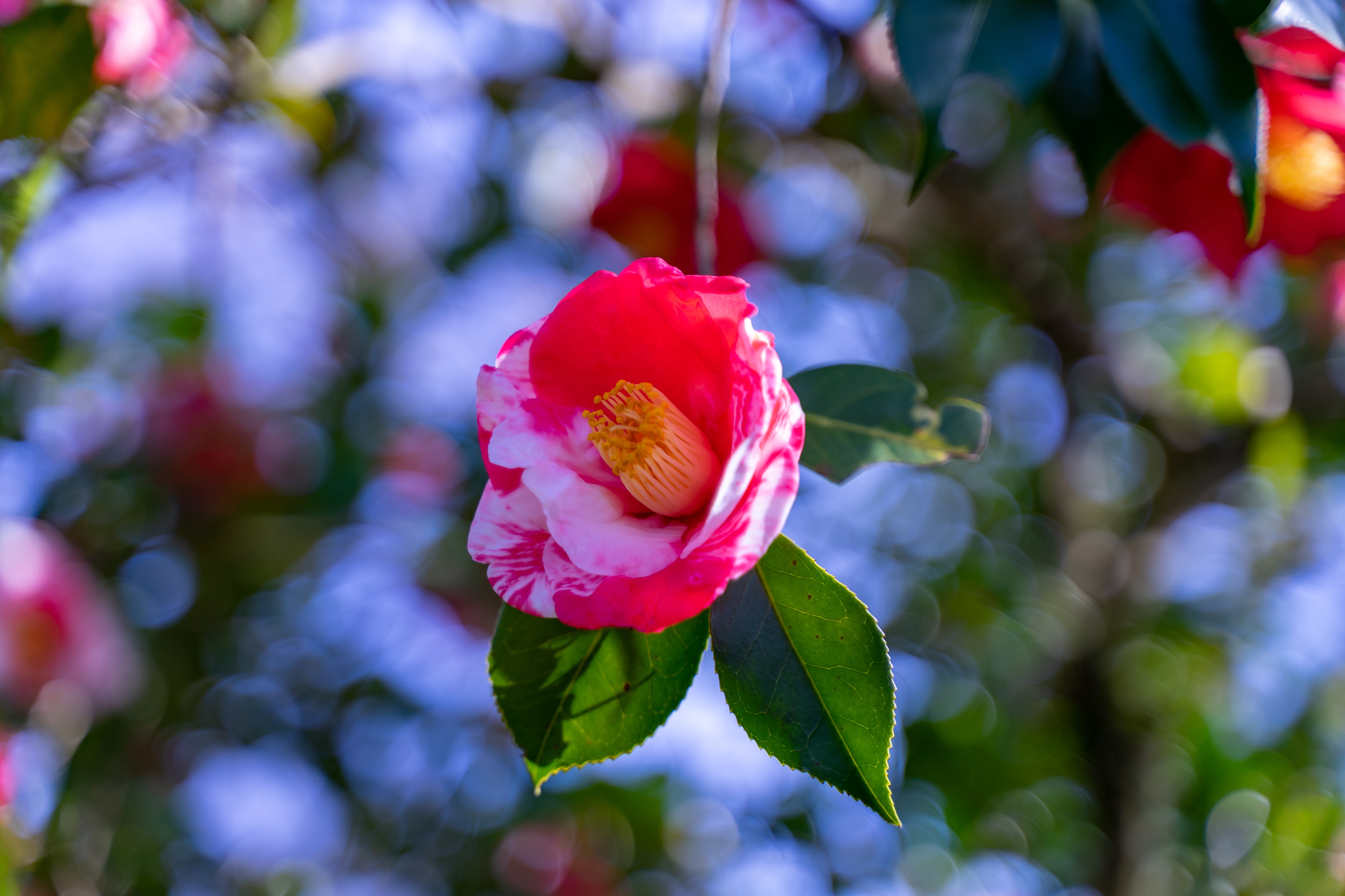 ピンクの花びらに白色が混じる庭木の写真素材 ぱくたそ