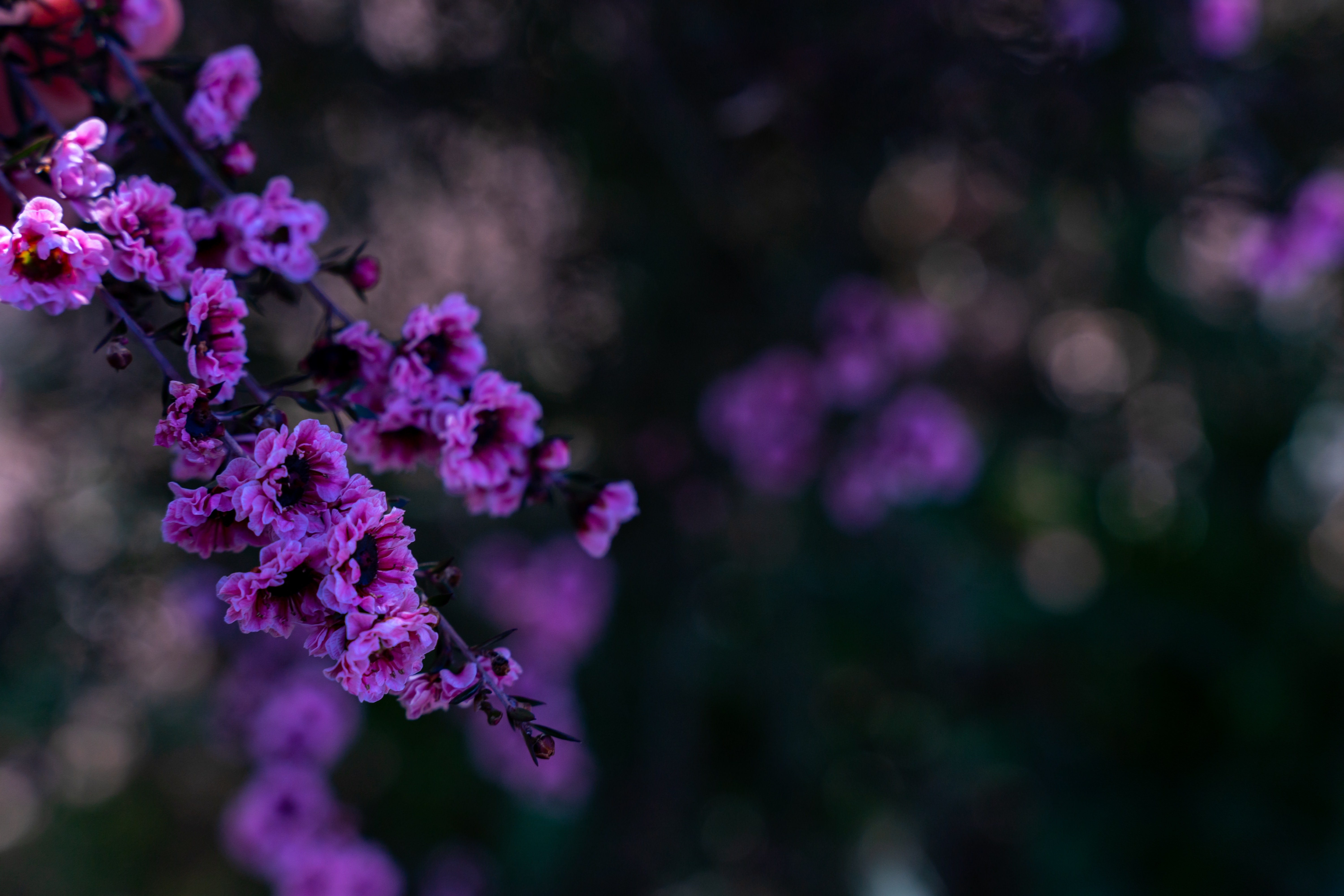 日陰に咲く花木と玉ボケの写真を無料ダウンロード フリー素材 ぱくたそ