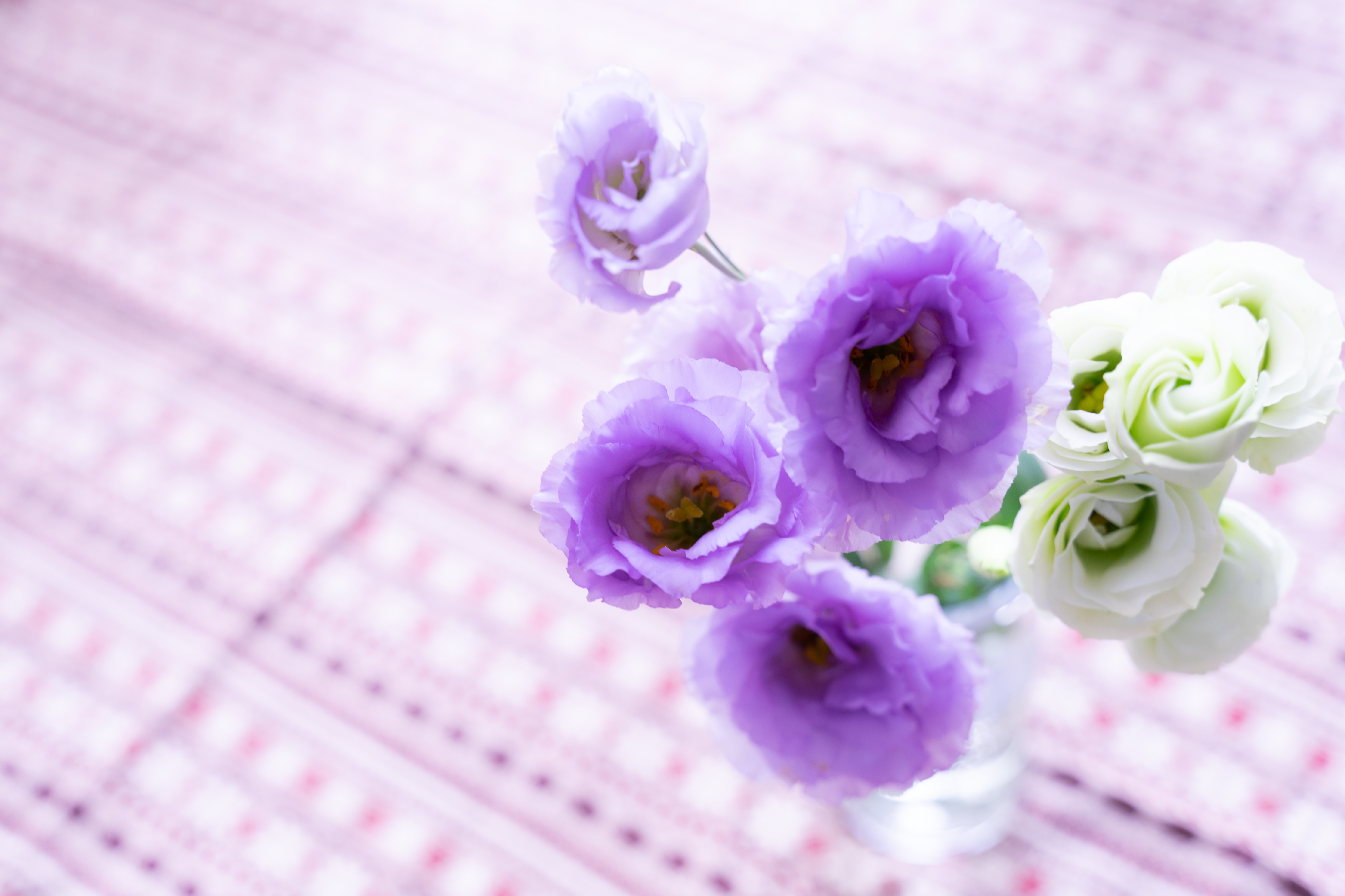紫と白の花 トルコキキョウ の写真素材 ぱくたそ