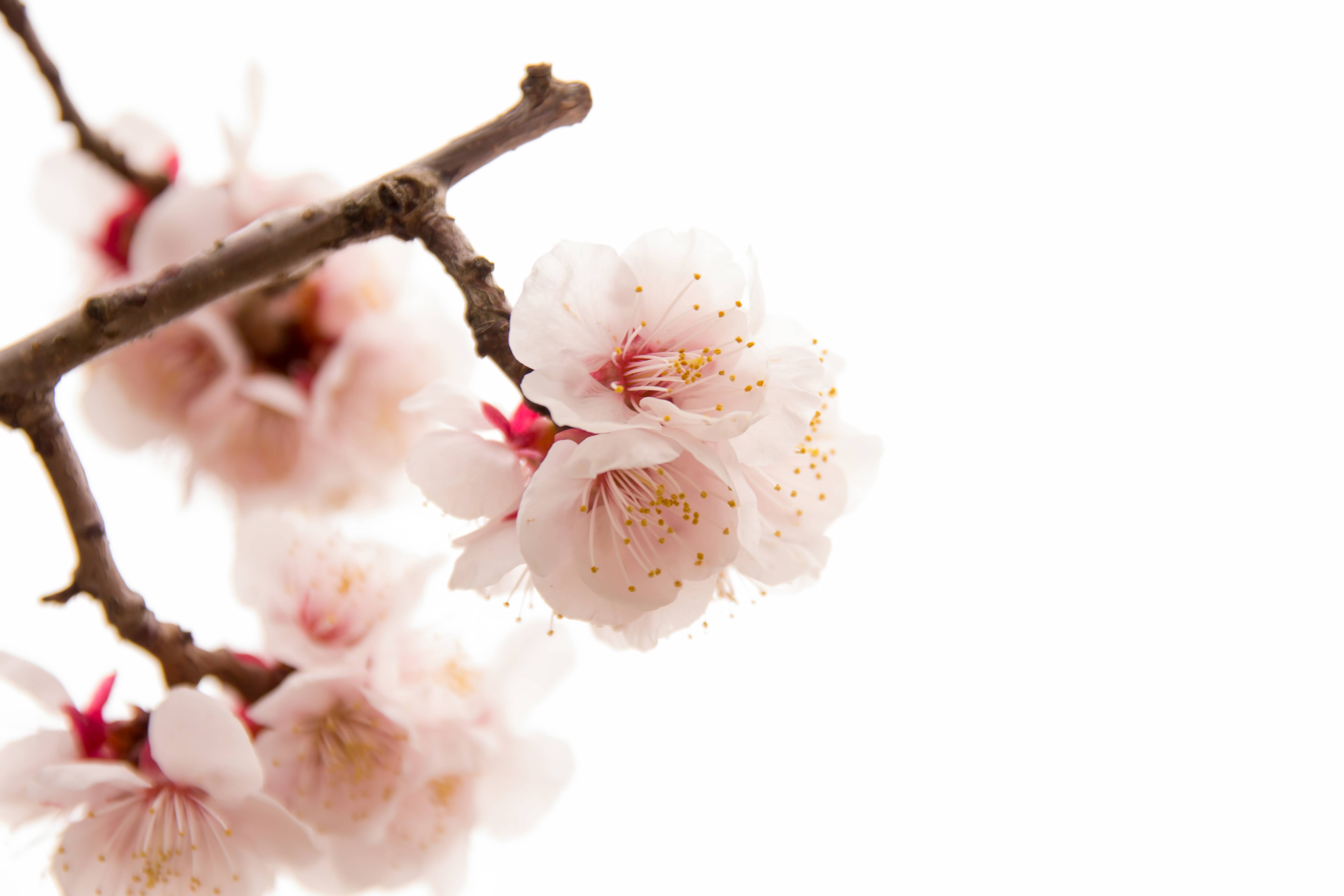 開花した白梅の写真 画像 を無料ダウンロード フリー素材のぱくたそ 開花した白梅の写真 画像 を無料ダウンロード フリー素材のぱくたそ