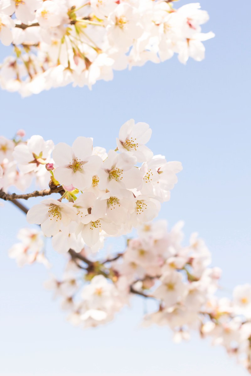 淡いグラデーションの桜の写真素材 ぱくたそ