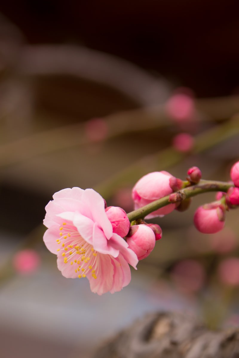 しだれ梅の写真を無料ダウンロード フリー素材 ぱくたそ