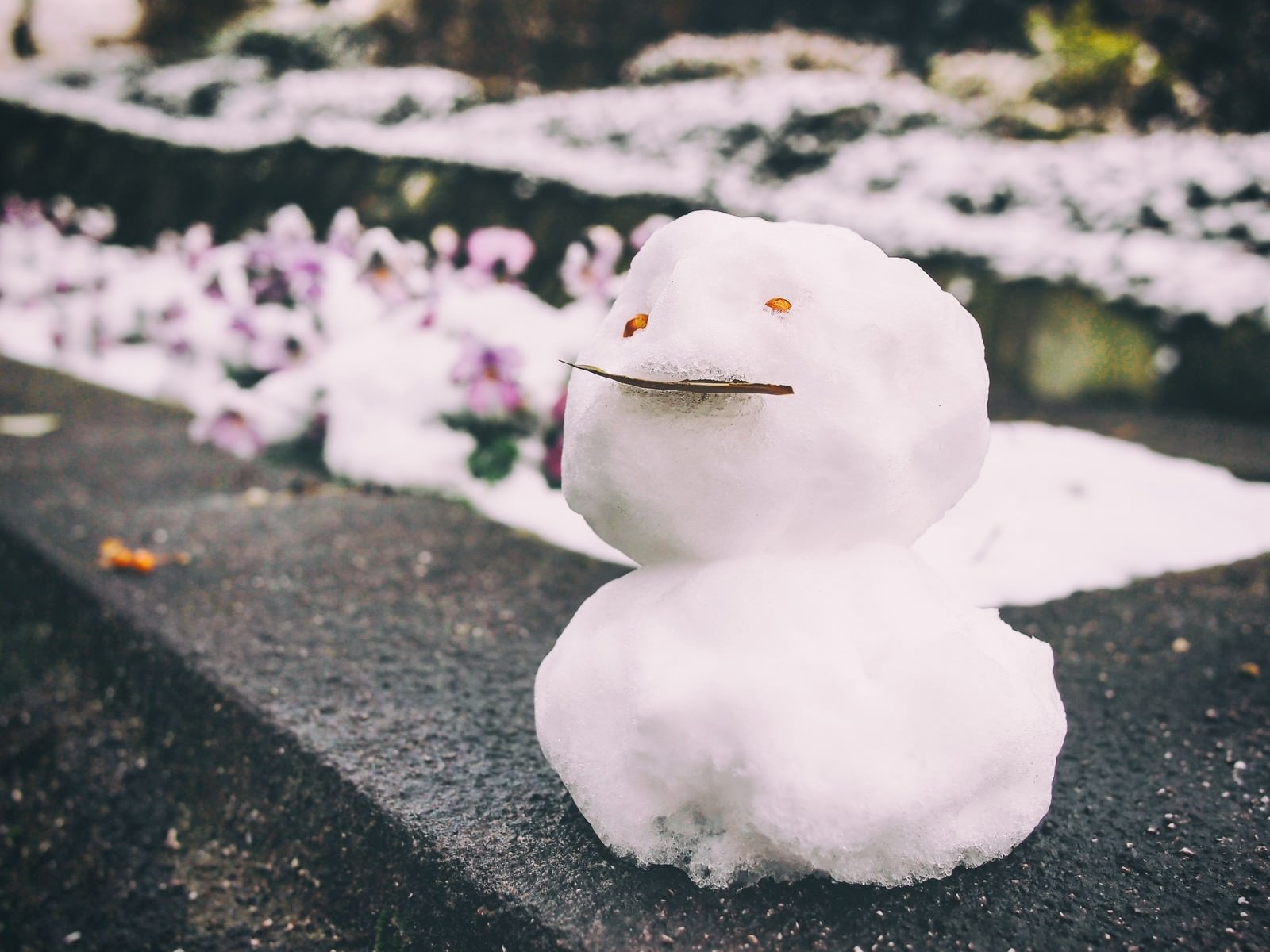 ない 降ら は 今年 雪が