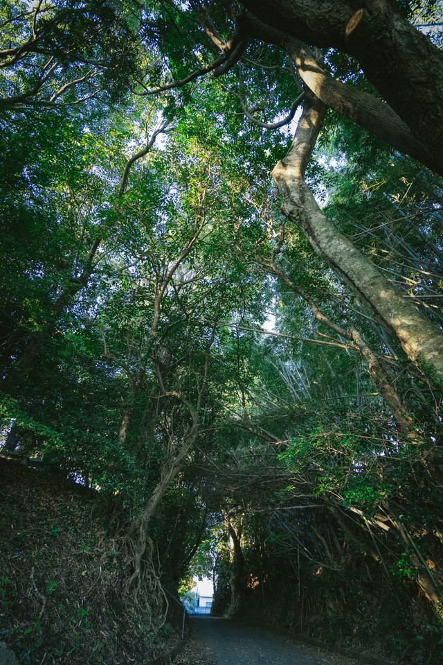 神様が宿る森 福岡県大刀洗の甲条神社前の森 の写真を無料ダウンロード フリー素材 ぱくたそ