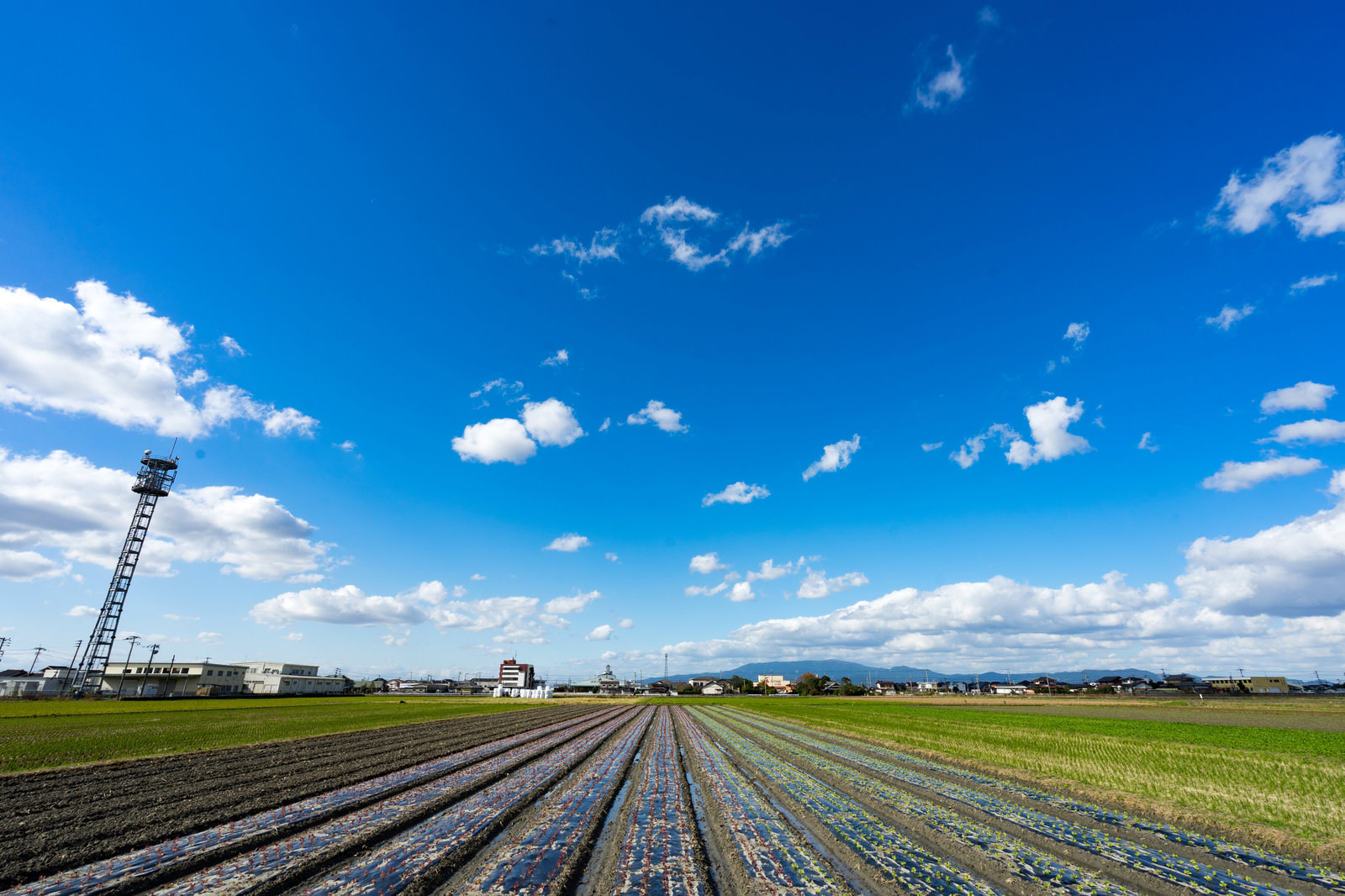 「畑と大刀洗ブルー（青空）」の写真