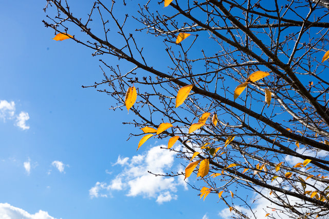 「枝の残る紅葉と青空」のフリー写真素材