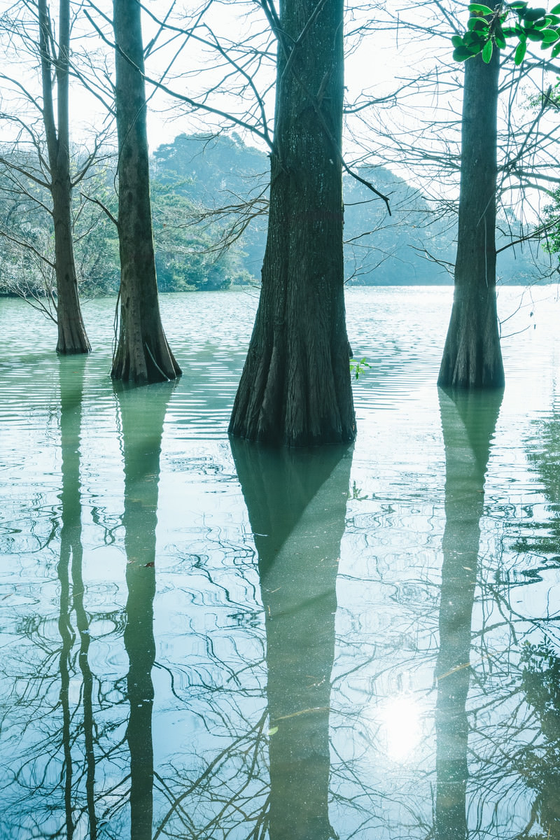 水面に反射するラクウショウと篠栗九大の森のフリー素材 - ぱくたそ
