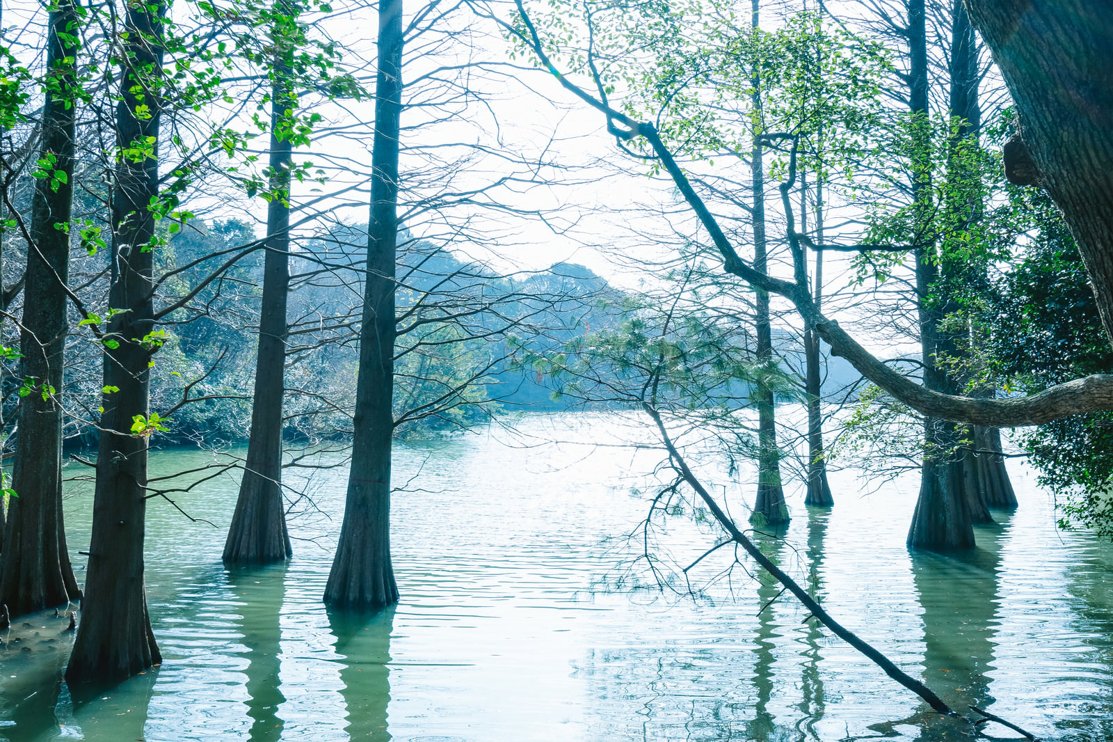 森林浴に最適な篠栗九大の森の写真 画像 を無料ダウンロード フリー素材のぱくたそ