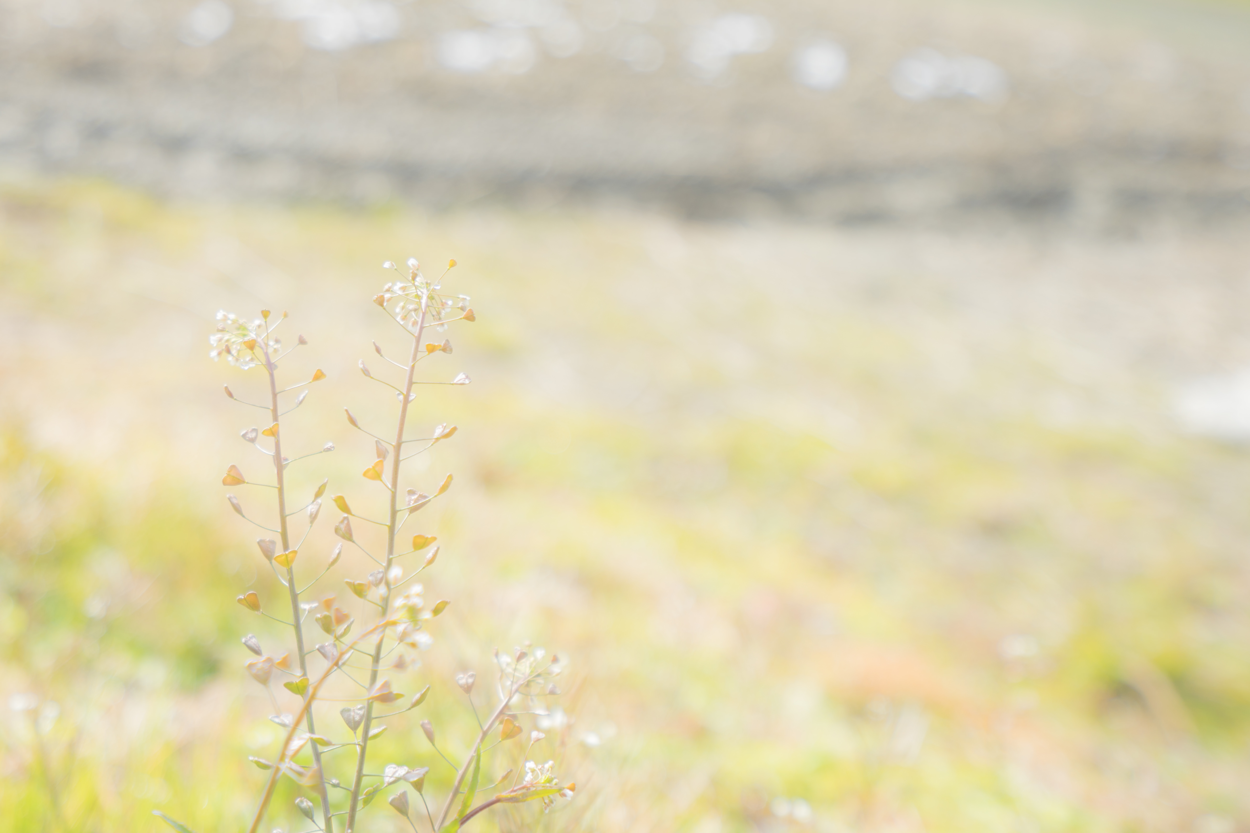 土手に咲くぺんぺん草の写真を無料ダウンロード フリー素材 ぱくたそ
