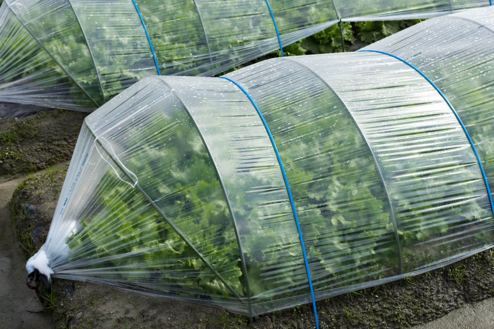 ハウス栽培で育つ葉物野菜 大刀洗町 の写真 画像 を無料ダウンロード フリー素材のぱくたそ ハウス栽培で育つ葉物野菜 大刀洗町 の写真 画像 を無料ダウンロード フリー素材のぱくたそ