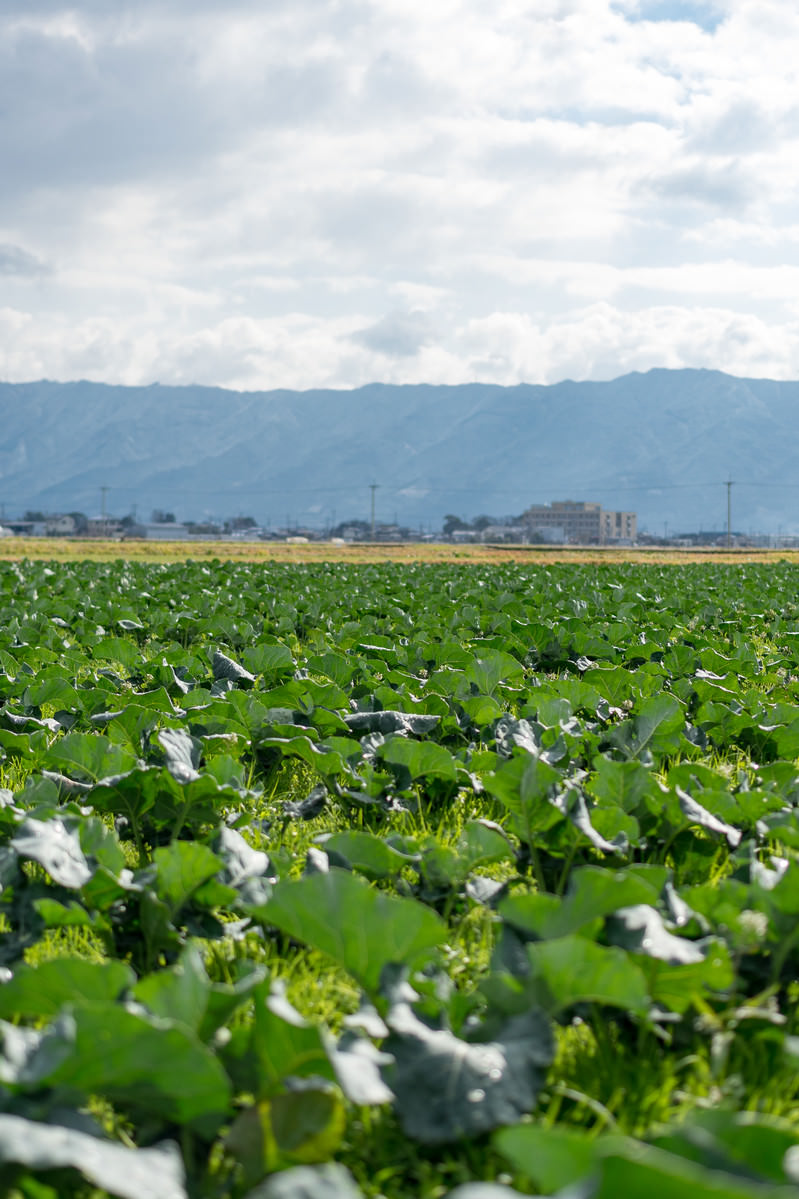 「太陽の日を浴びる葉物野菜(大刀洗町)」の写真